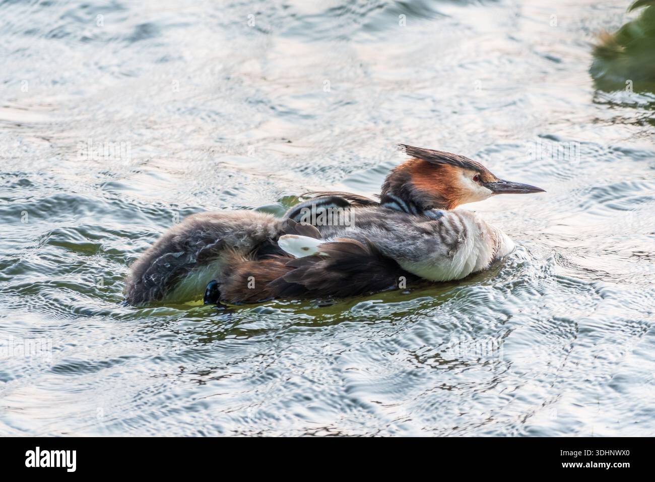 L'uccello d'acqua Great crested Grebe nuotare nel lago, e i suoi bambini carini a cavallo sulla sua schiena. Il grande grebe scricchiolito, Podiceps cristatus, è un mem Foto Stock
