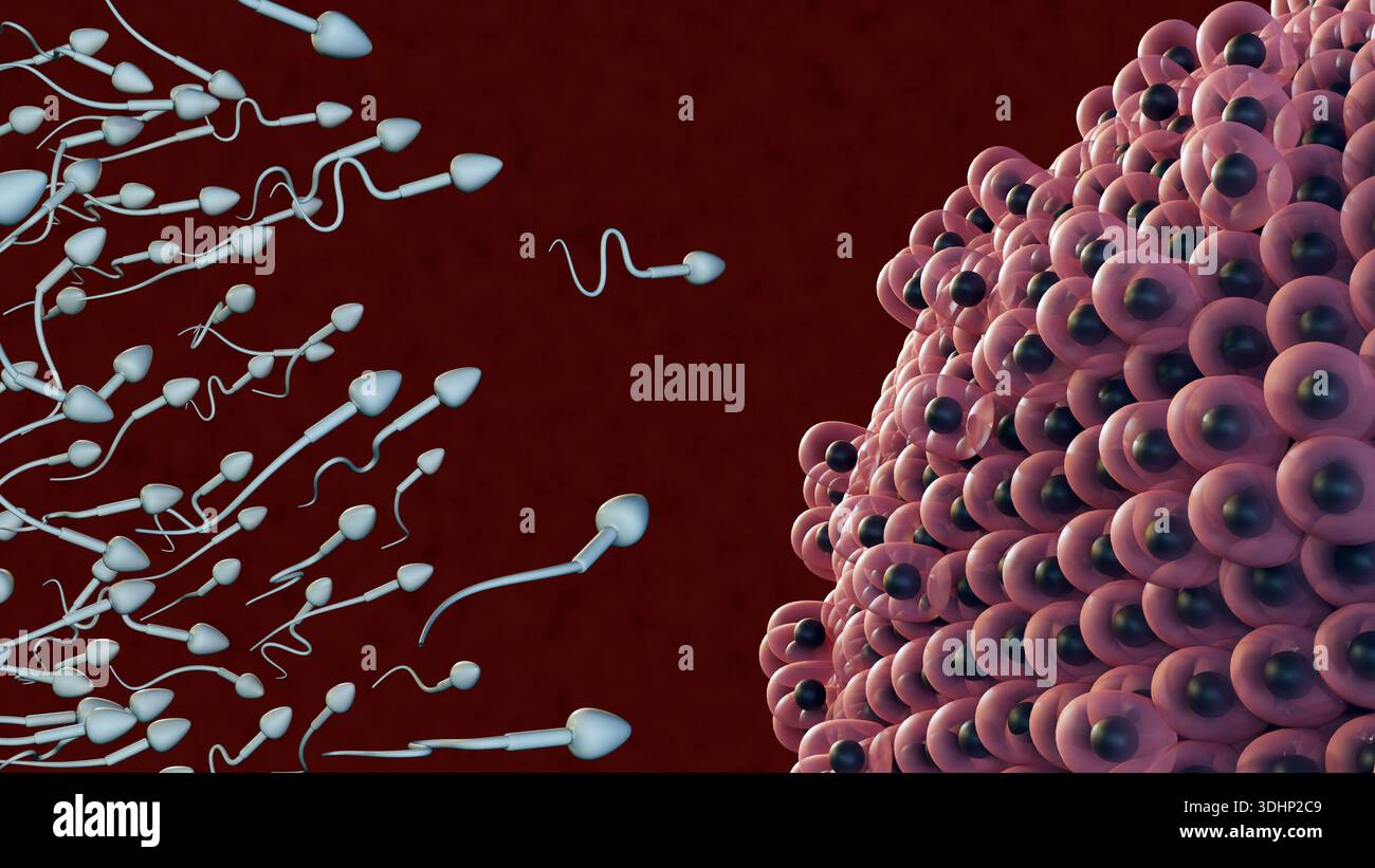 Illustrazione 3D della fecondazione umana: Lo sperma circonda l'ovulo, in competizione per penetrare. Foto Stock