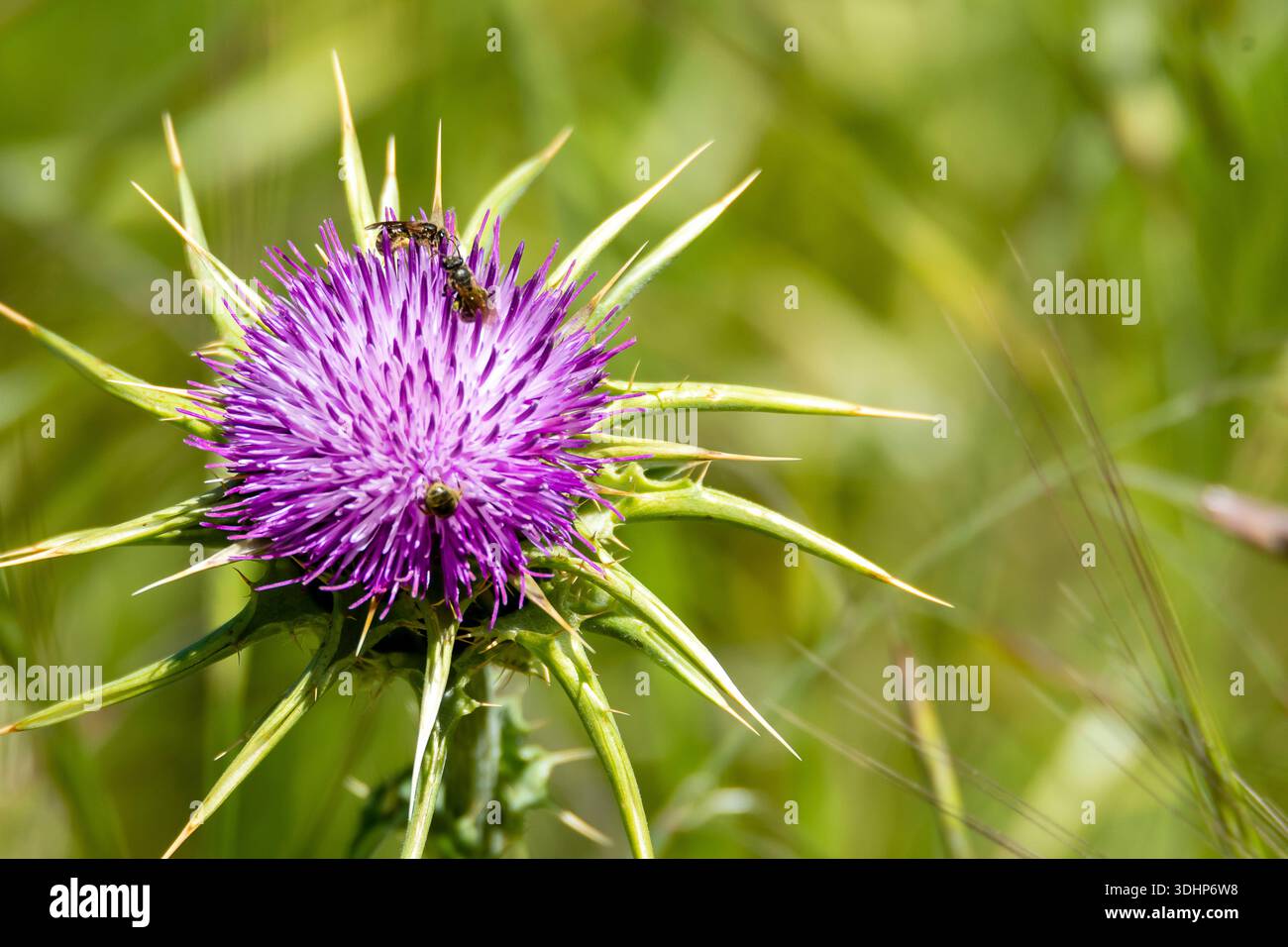 Un vibrante fiore di cardo viola attrae gli insetti mentre è circondato da lussureggianti foglie verdi sotto cieli azzurri. Foto Stock