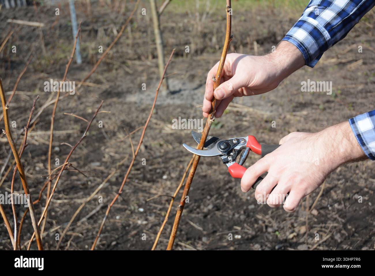 Le mani del giardiniere tagliano la pianta di lampone rosso con le forbici di bypass. Potare l'albero di frutta con spazio di copia. Foto Stock