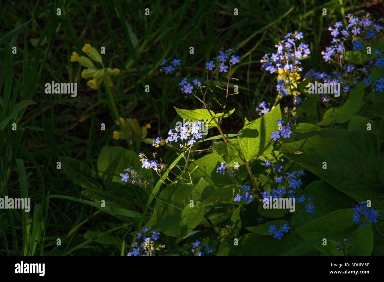 Fiori blu e sciabole gialle che crescono nell'erba ombreggiata del giardino Foto Stock