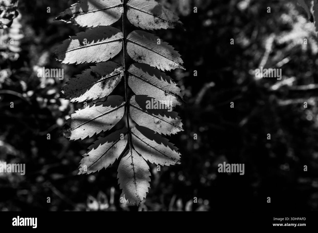 Foglia retroilluminata isolata su uno sfondo di bosco scuro in bianco e nero Foto Stock