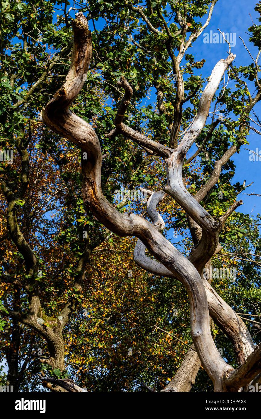 Rami di quercia intrecciata e arti intemprati che raggiungono un cielo azzurro limpido sotto un baldacchino frondoso Foto Stock