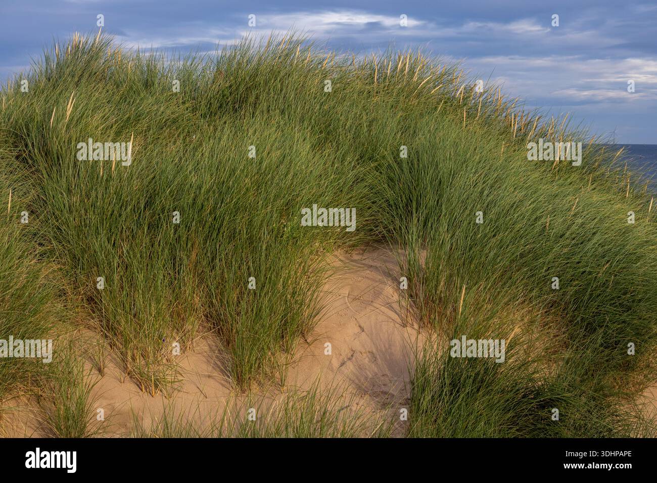 L'erba di Marram cresce su una duna di sabbia costiera sotto un cielo nuvoloso Foto Stock