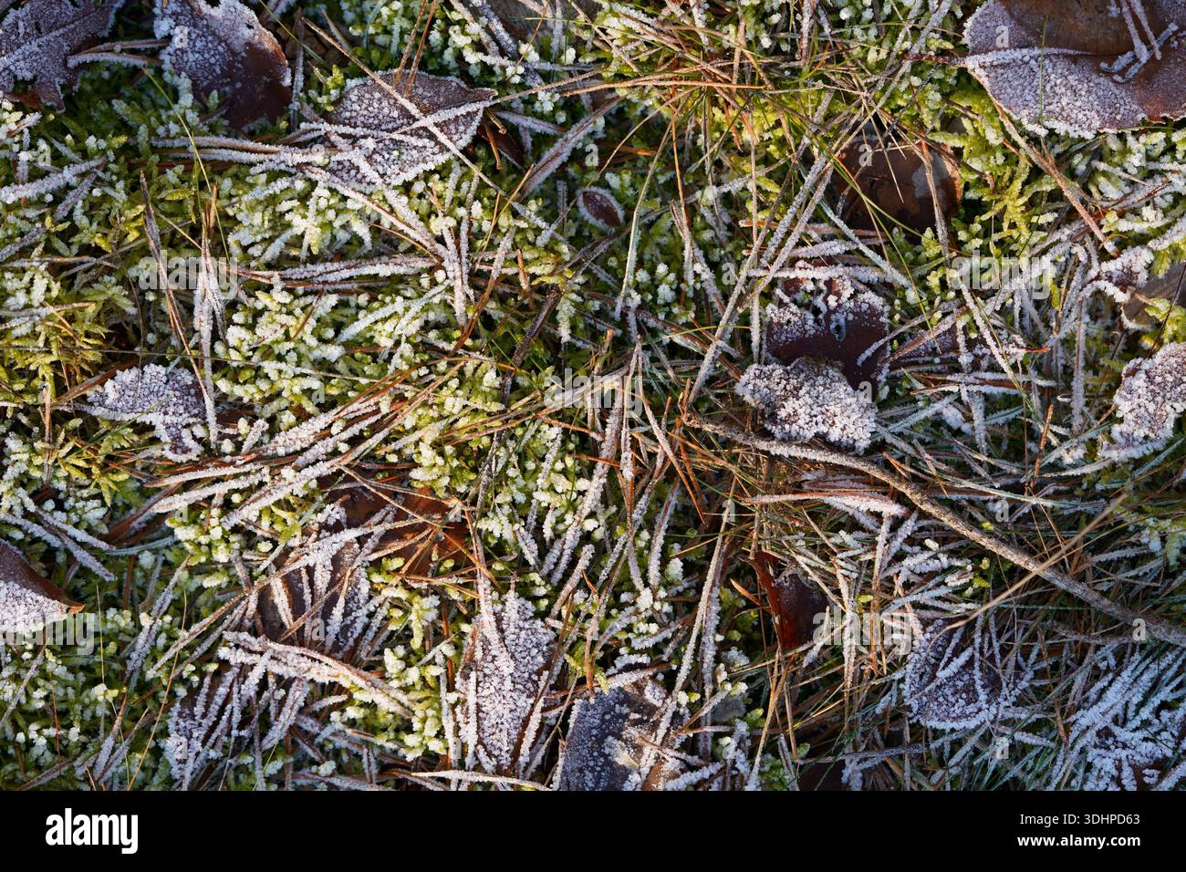 Terreno boschivo smerigliato con muschio, aghi di pino e foglie cadute Foto Stock