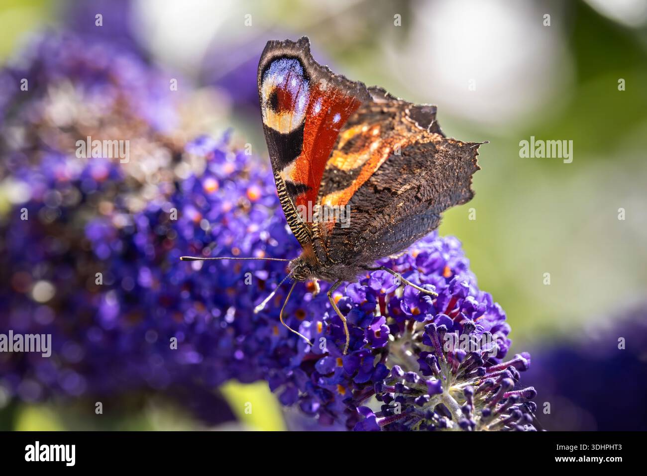 farfalla di pavone su un fiore di buddleia viola Foto Stock