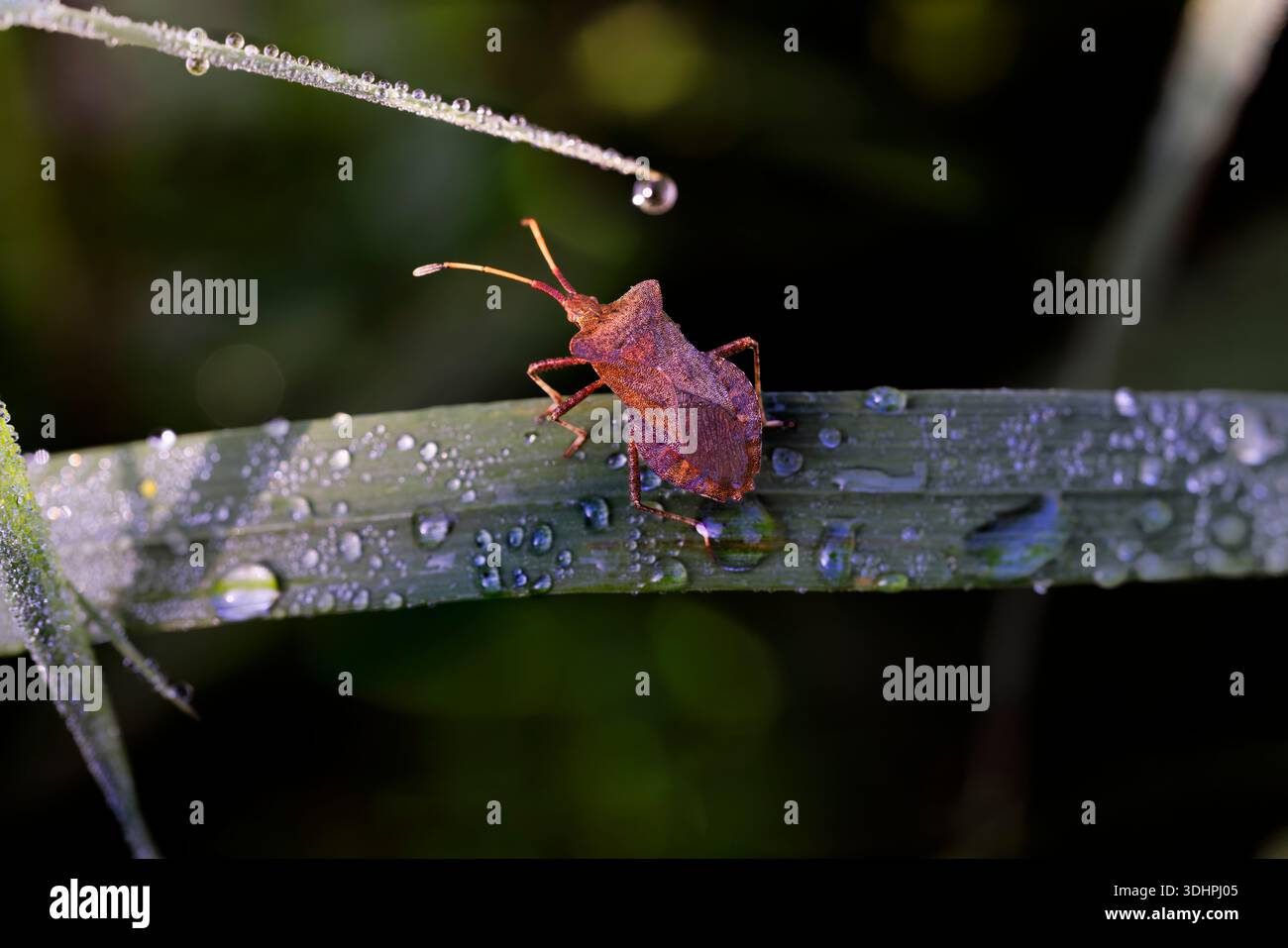 Dock Bug, Coreus marginatus) sulla foglia con gocce di pioggia Foto Stock