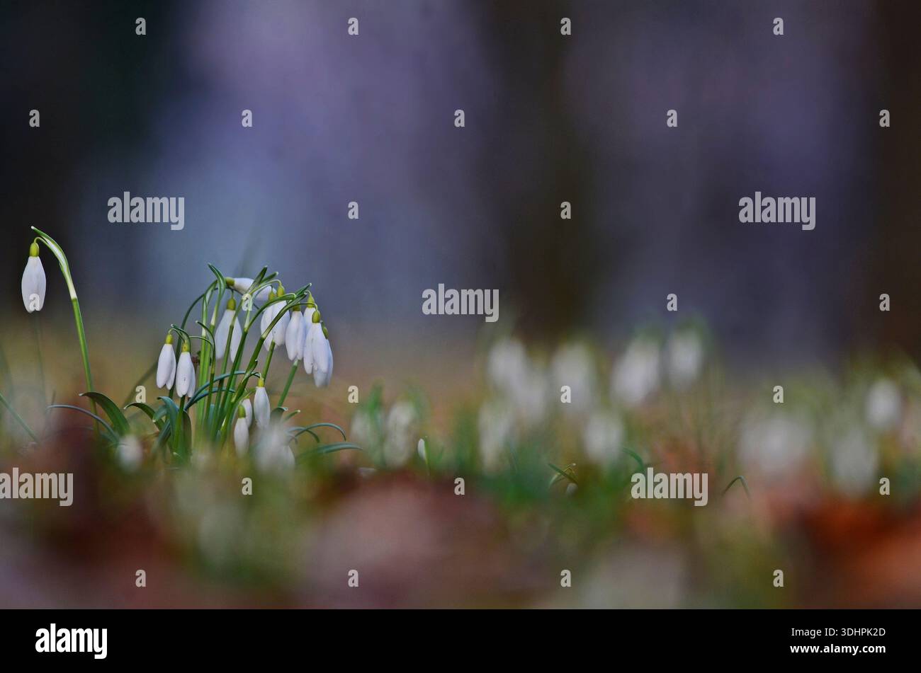 Bellissime gocce di neve Galanthus nivalis nella foresta primaverile Foto Stock