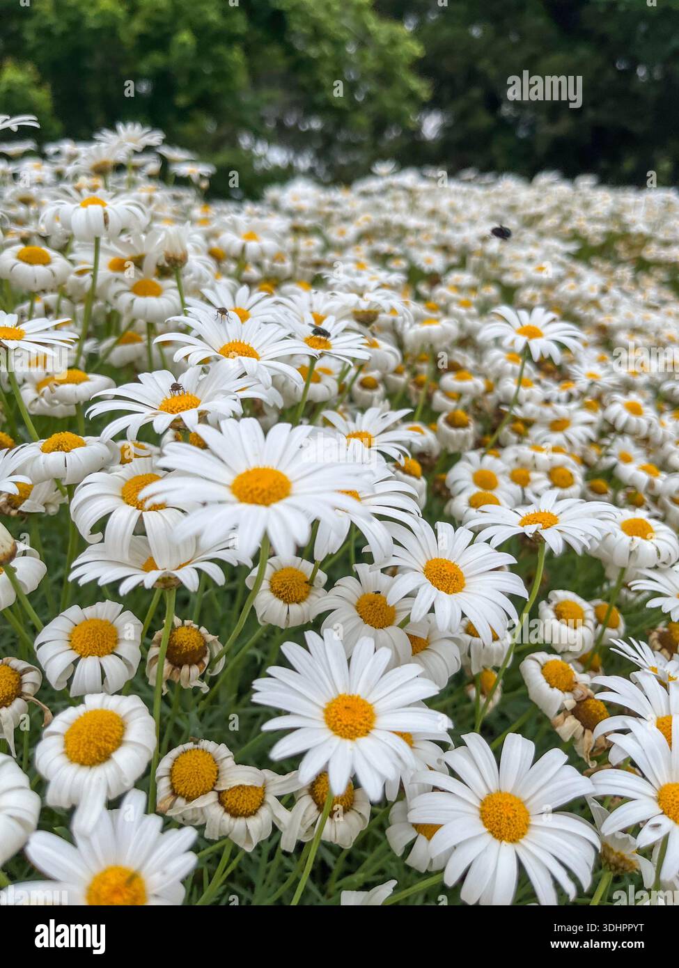 Una vibrante distesa di margherite bianche con centri gialli e steli verdi. Piccoli insetti sono visibili su alcuni fiori. Foto Stock