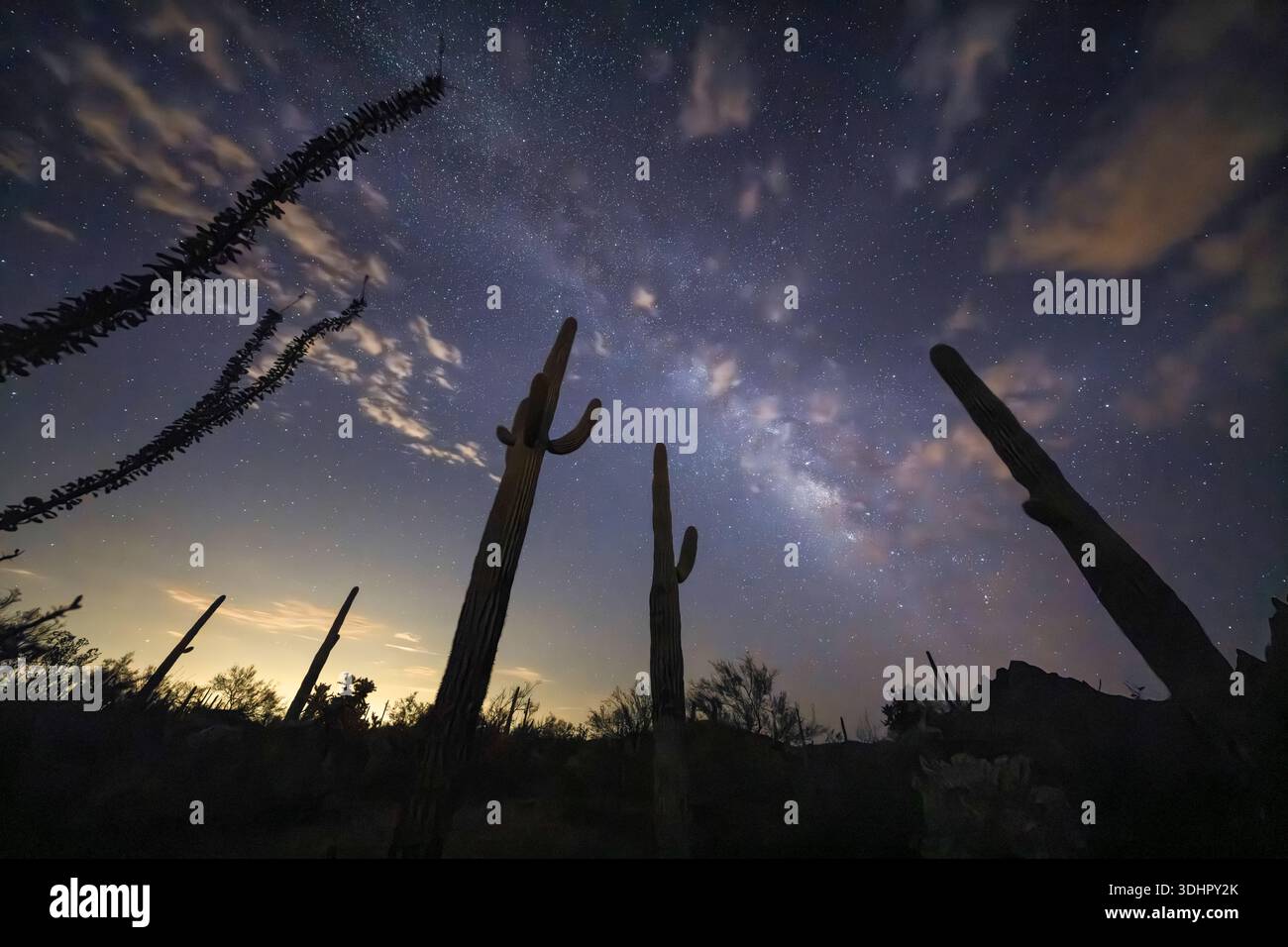 Vista dei cactus pungenti che raggiungono il vasto cielo stellato, un fiume celeste che scorre sopra l'arido paesaggio, Phoenix, Arizona, Stati Uniti. Foto Stock
