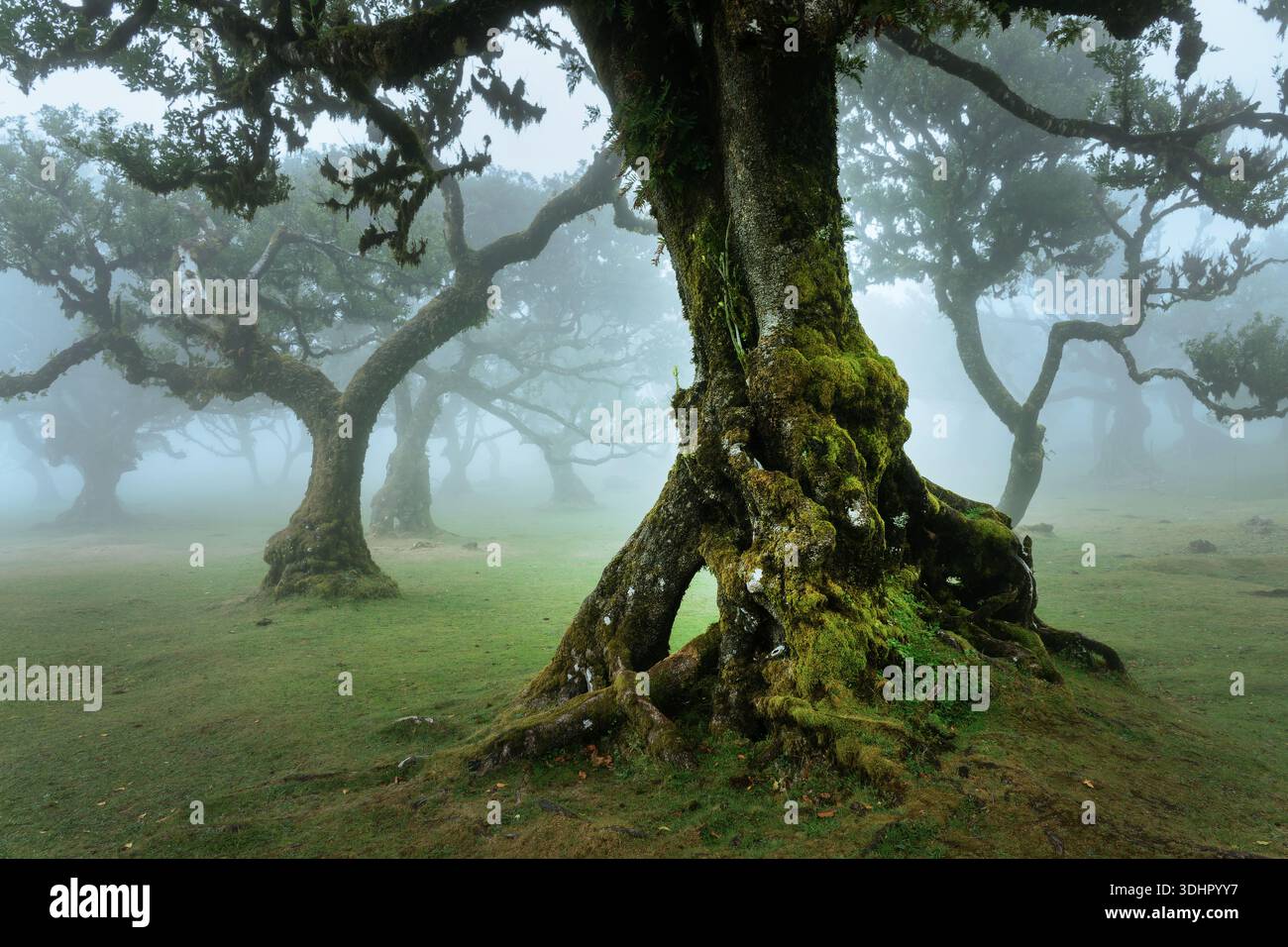 Vecchi alberi di alloro nella nebbia nella foresta dell'isola di Fanal Madeira, Portogallo Foto Stock