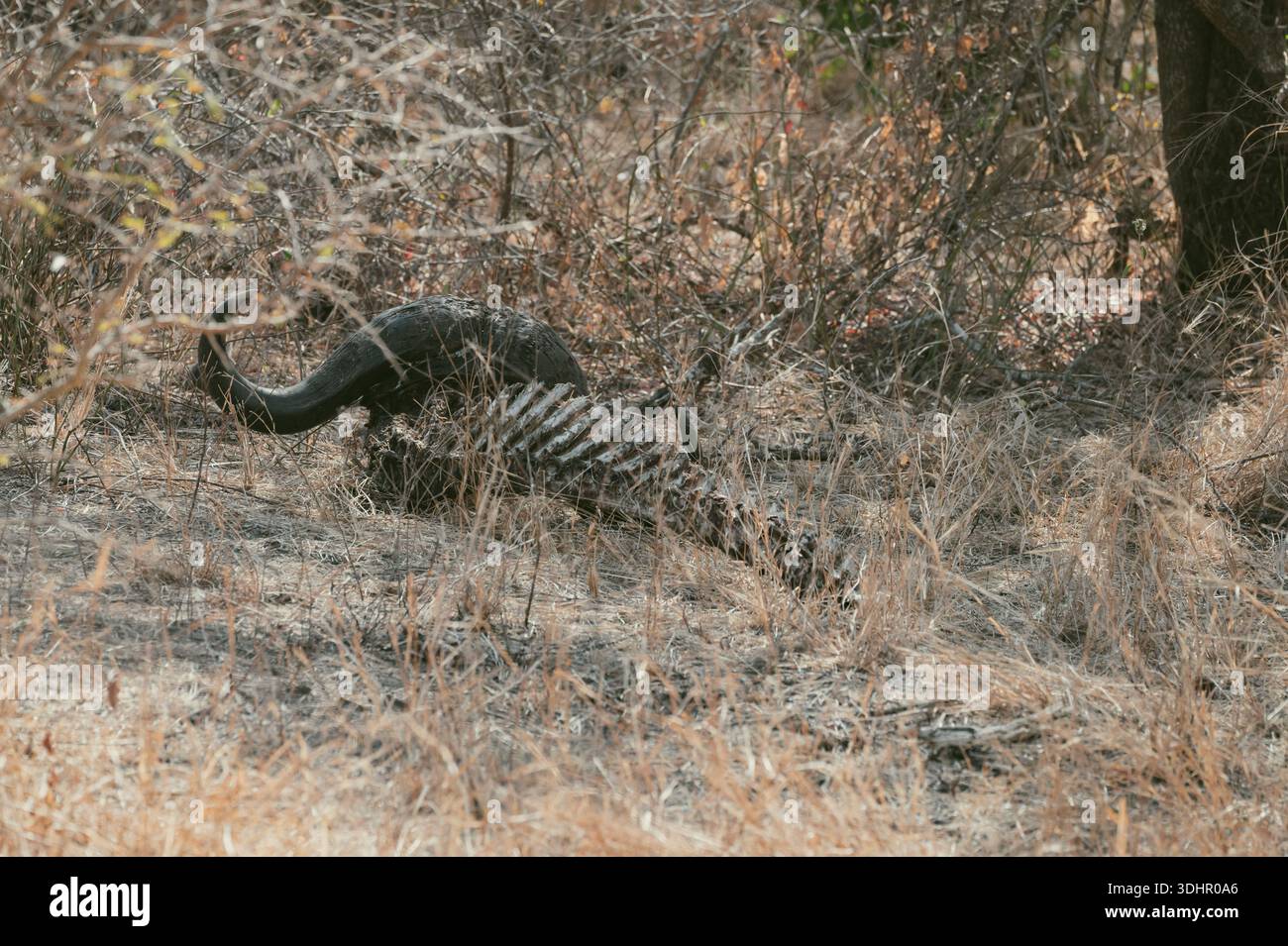 Ossa di bufalo del capo nascoste tra erba secca e arbusti Foto Stock