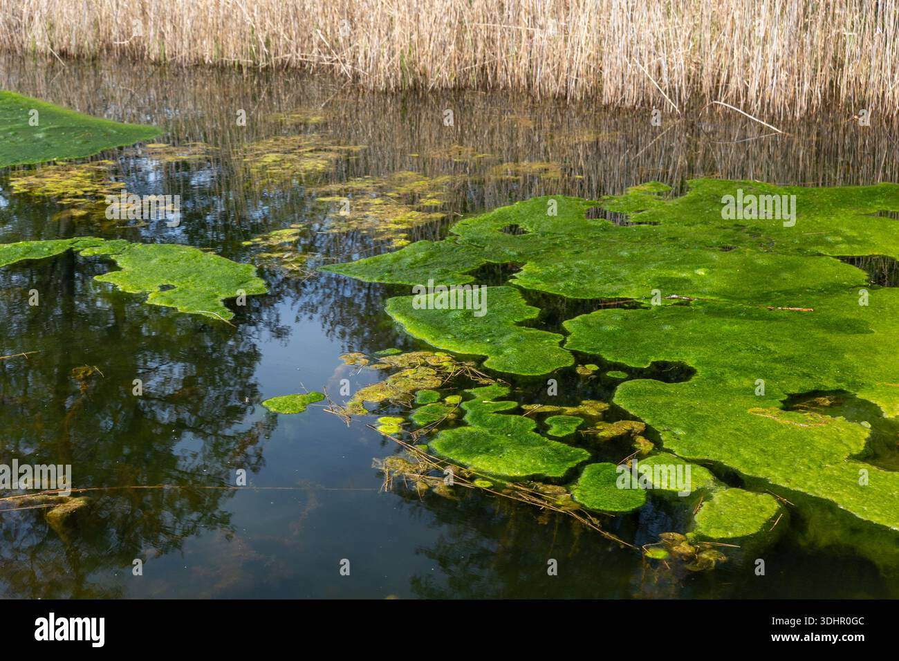 Laghetto d'acqua dolce alghe verdi alghe anatre, vegetazione acquatica superficie d'acqua calmo riflettente vicino alle canne habitat delle zone umide. L'ecosistema naturale mostra organica Foto Stock