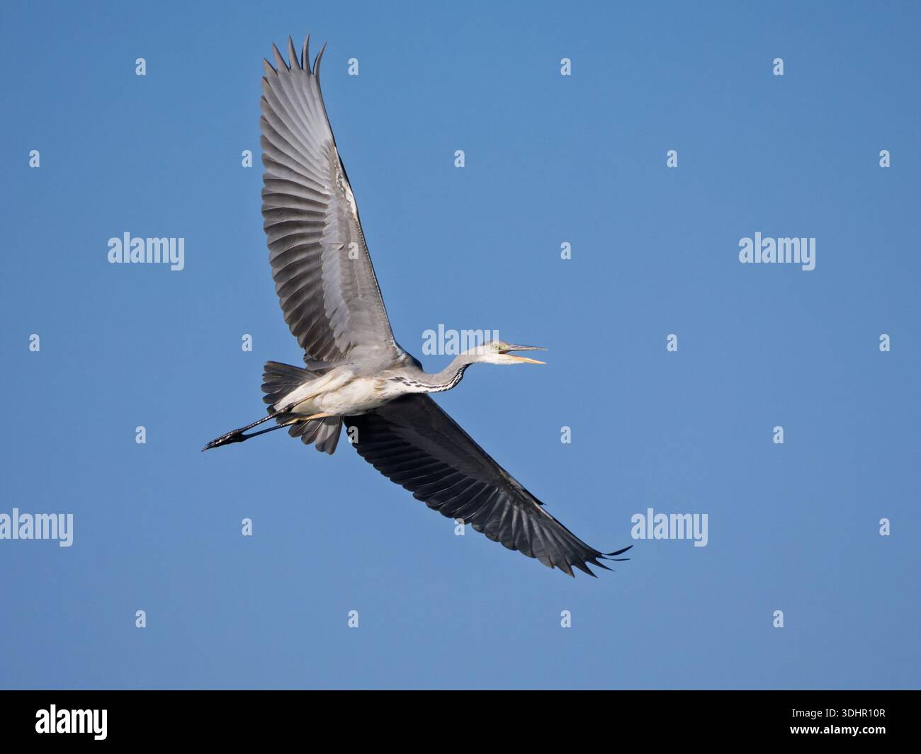 Airone grigio (Ardea cinerea) che vola con le ali sparse contro il cielo azzurro. Foto Stock