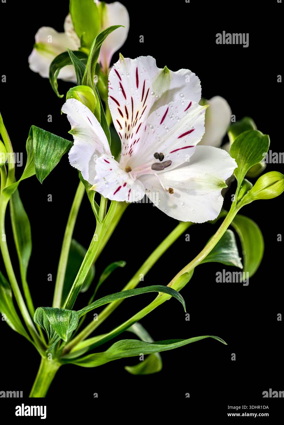 Fiori di Alstroemeria bianca con strisce viola su sfondo nero Foto Stock