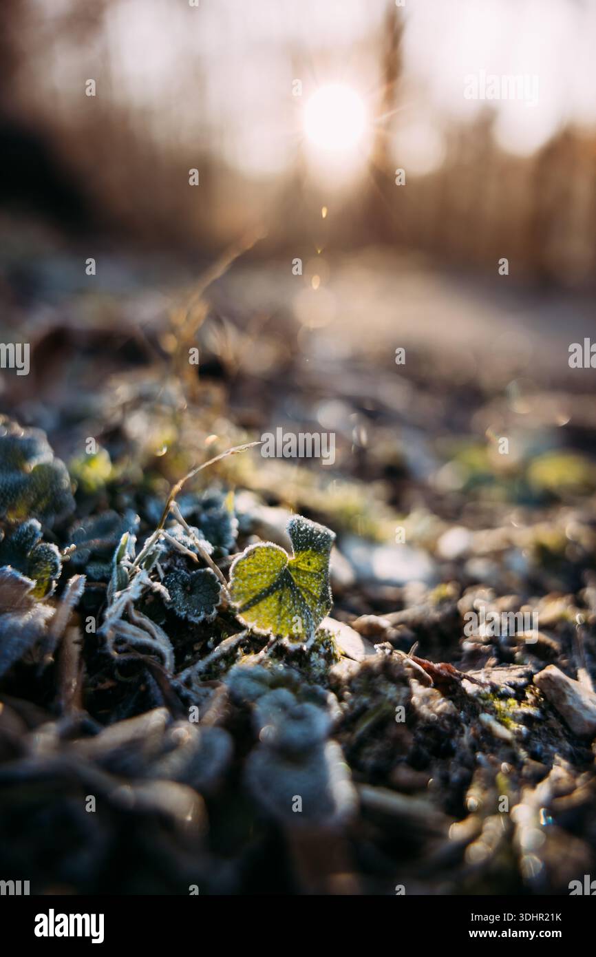 Pavimento della foresta ghiacciato all'alba Foto Stock