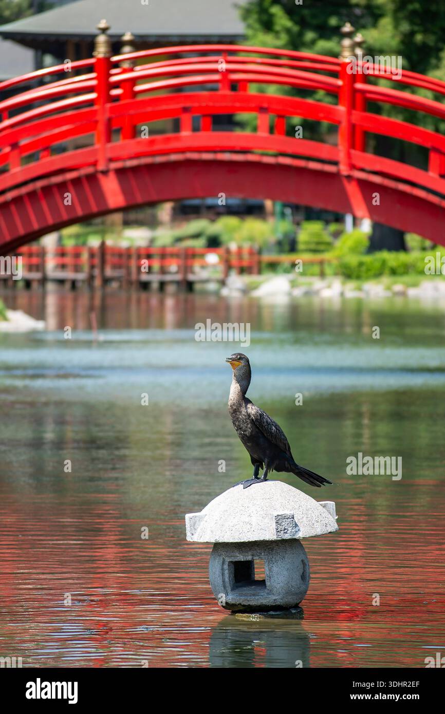 Cormorano arroccato su un lampione nel mezzo di un lago Foto Stock