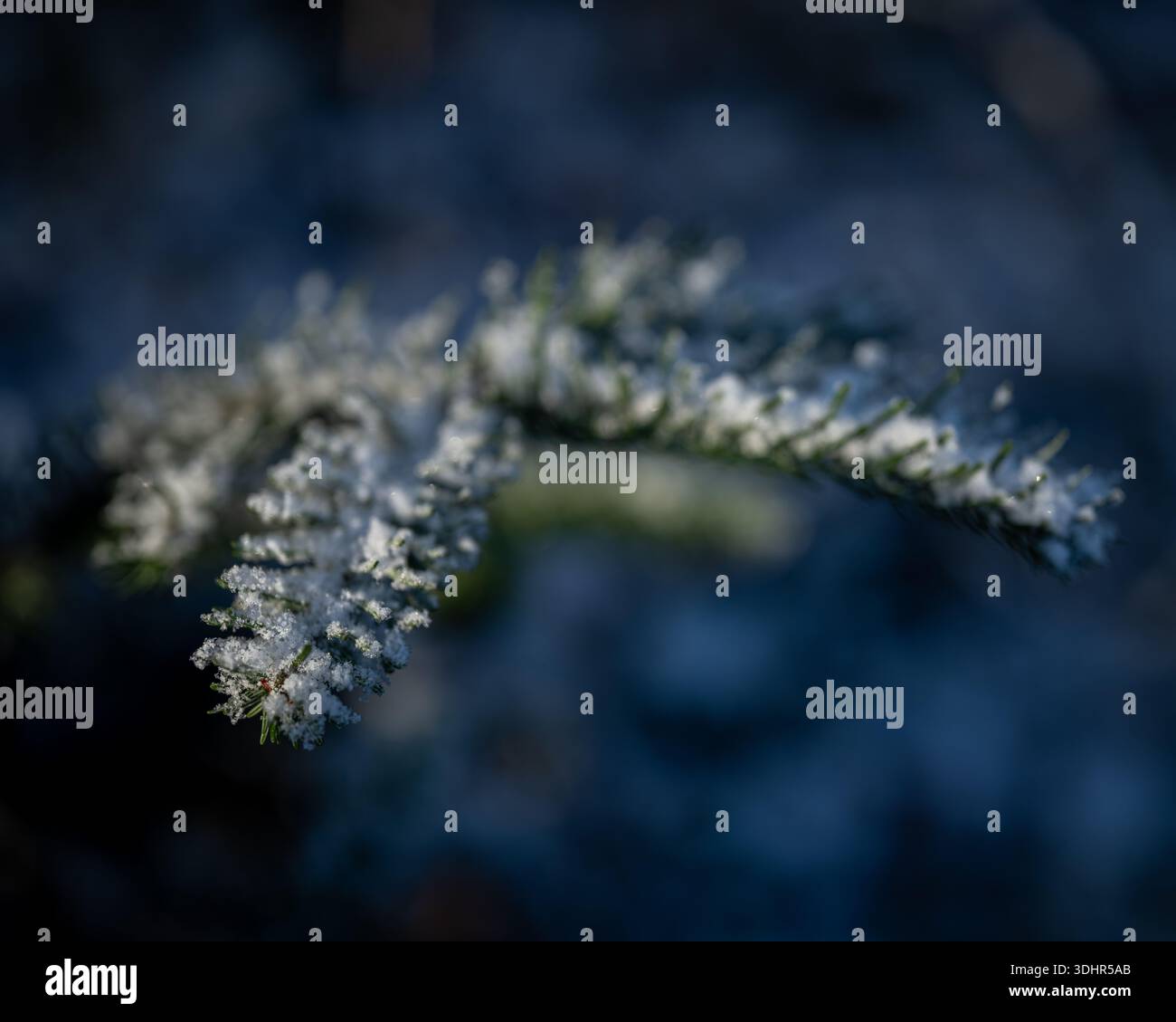 La vista macro mostra la brina sugli aghi di abete rosso o abete alla luce del mattino. Tonalità fredde e profondità di campo ridotta accentuano i dettagli rime. Foto Stock