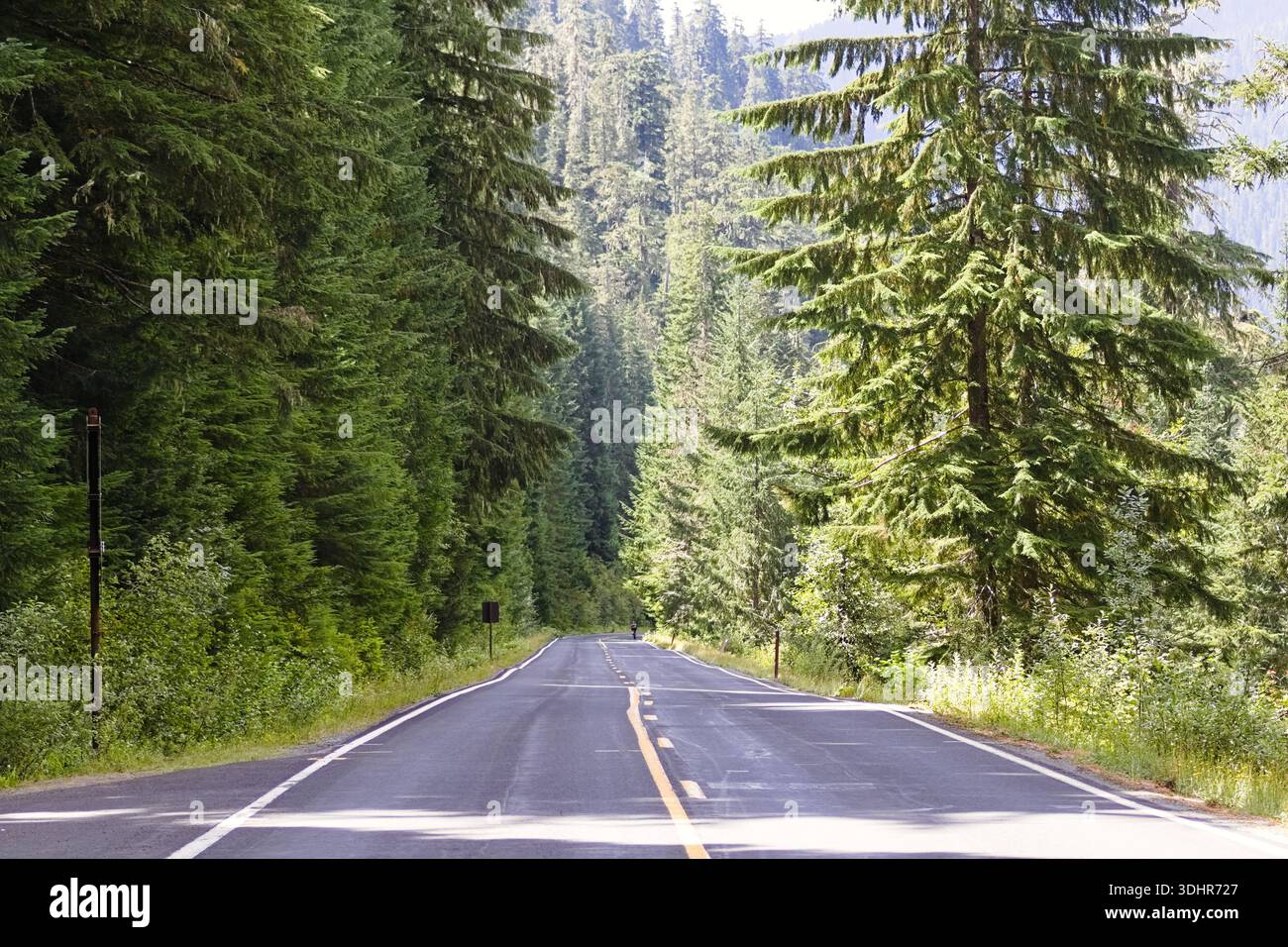 Una tranquilla strada forestale nel Parco Nazionale del Monte Rainier, circondata da alti sempreverdi e da una luminosa vegetazione estiva, catturando una tranquilla Northwes del Pacifico Foto Stock