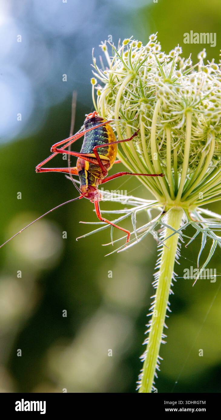 Una grande cavalletta che è spesso giallo vibrante con accenti rossi e neri. Foto Stock