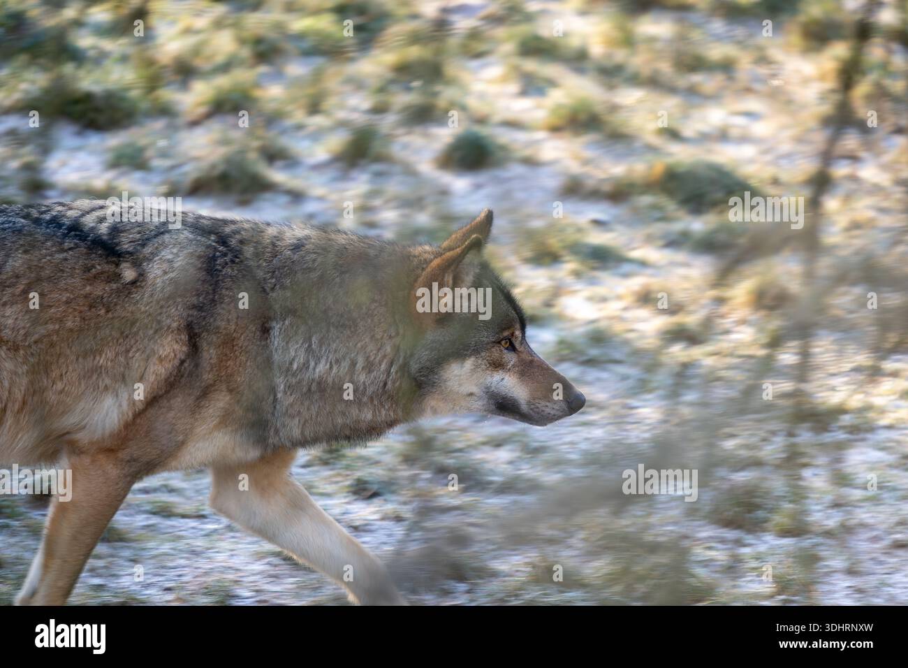 Un lupo solitario si muove attraverso una foresta polverata di neve, il suo sguardo si concentra davanti. La luce invernale soffusa filtra tra i rami sparsi, creando un'atmos calma e selvaggia Foto Stock