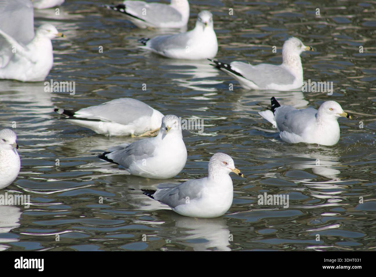 Un gruppo di gabbiani galleggia e riposa su un'acqua dolce che si ripete dolcemente, riunendosi in un ambiente naturale calmo durante il giorno in condizioni invernali. Foto Stock