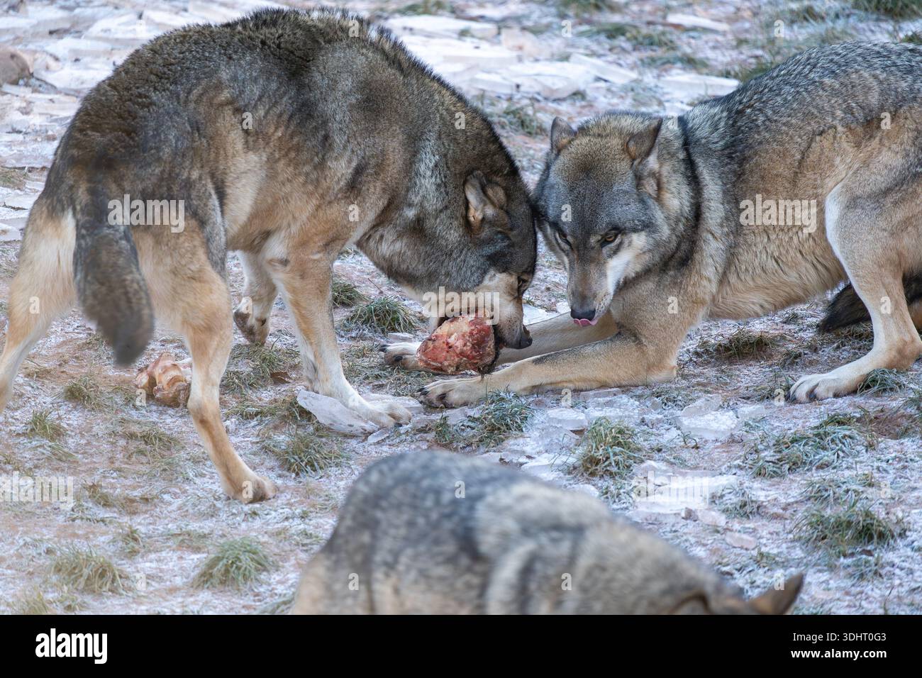 Due lupi grigi condividono un osso su un terreno roccioso accidentato, con gli occhi concentrati e calmi. Un momento naturale che mette in evidenza il comportamento dei predatori, le dinamiche familiari, Foto Stock