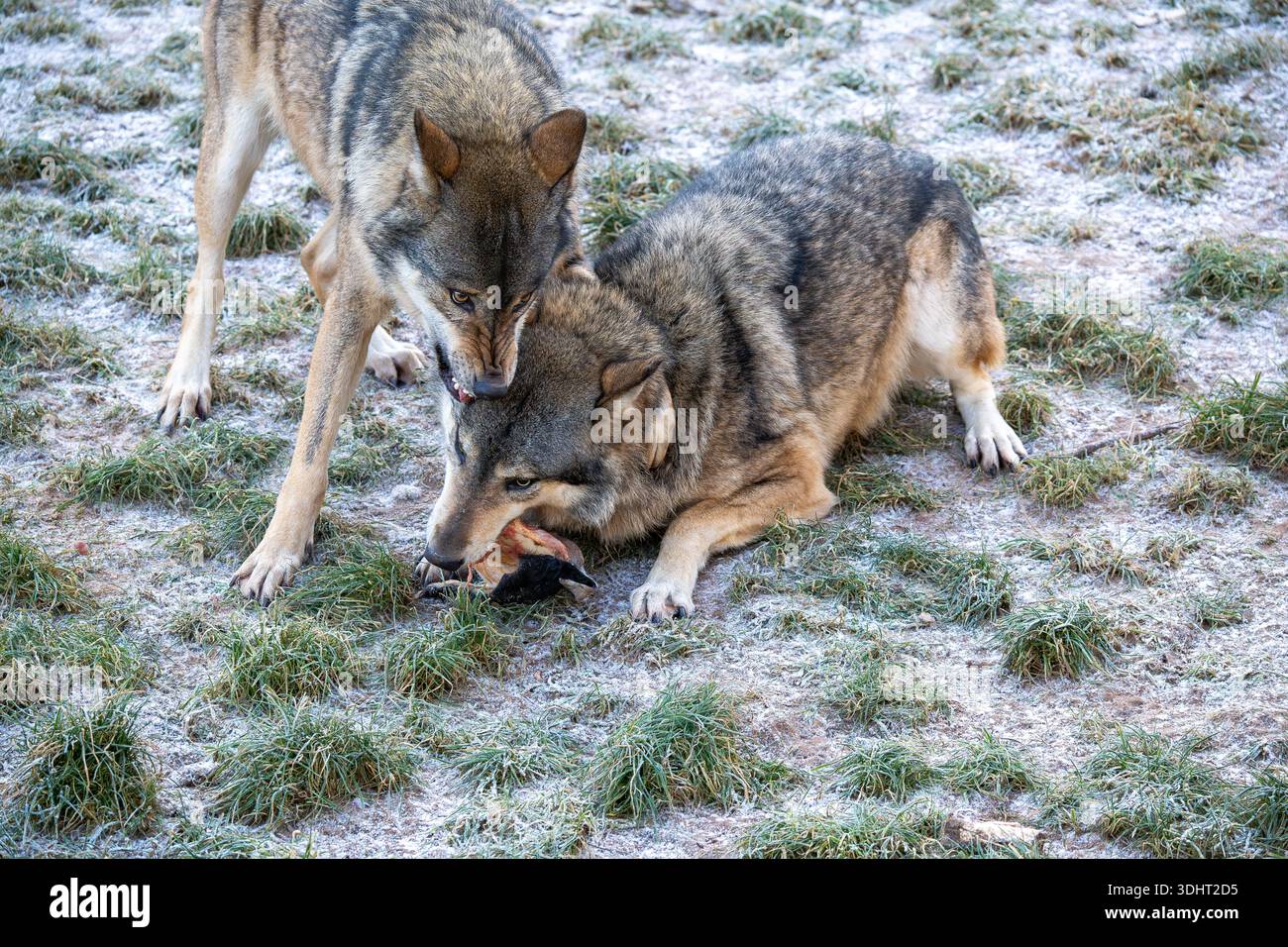 Due lupi si impegnano in un momento teso sull'erba smerigliata, uno nuzzente e morso l'altro. La scena trasmette la natura selvaggia, i legami familiari e le aspre sorprese Foto Stock