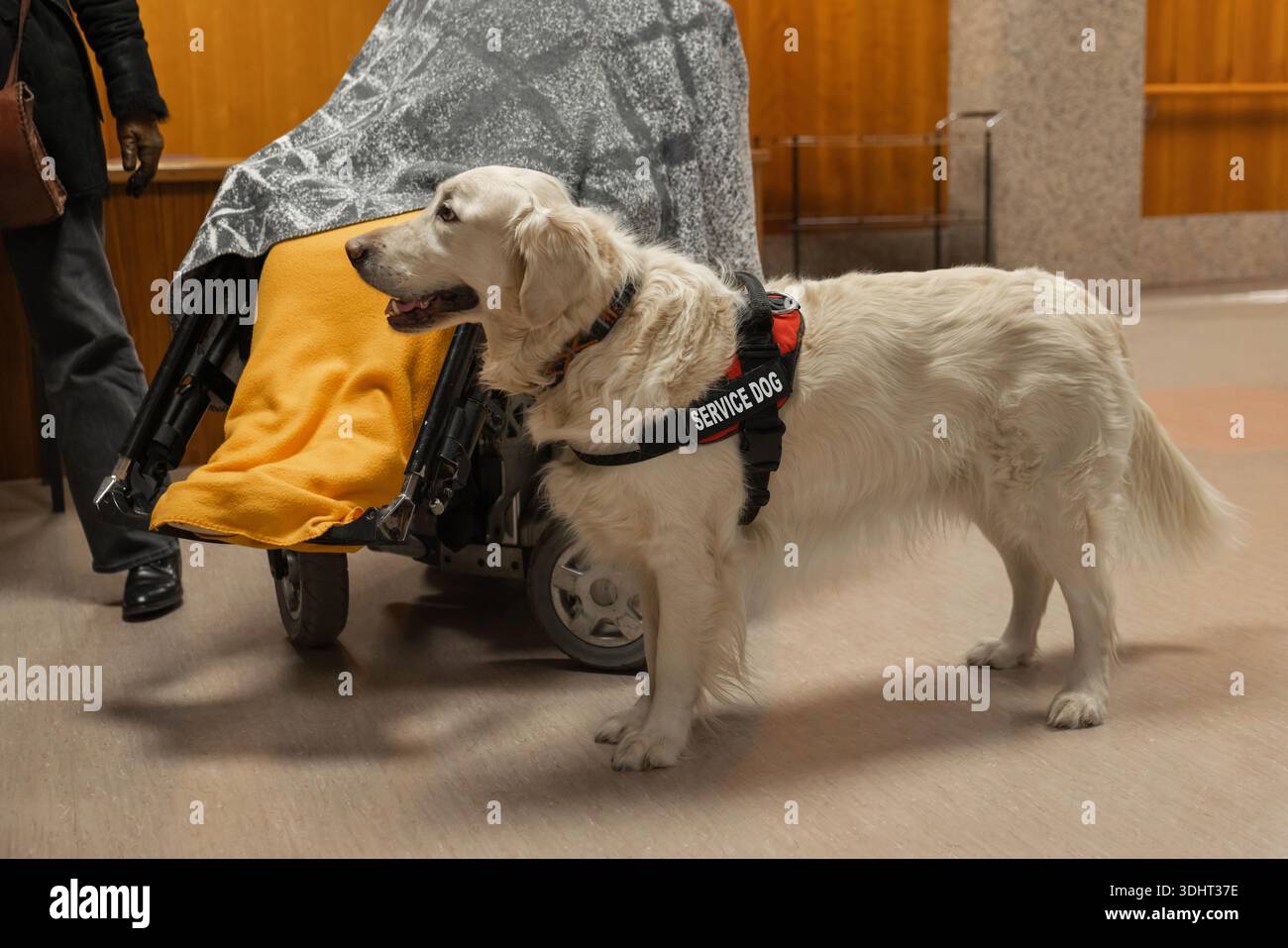 Il cane di servizio supporta un utente su sedia a rotelle in un ambiente interno incentrato sull'accessibilità e l'inclusione per tutti gli individui. Foto Stock