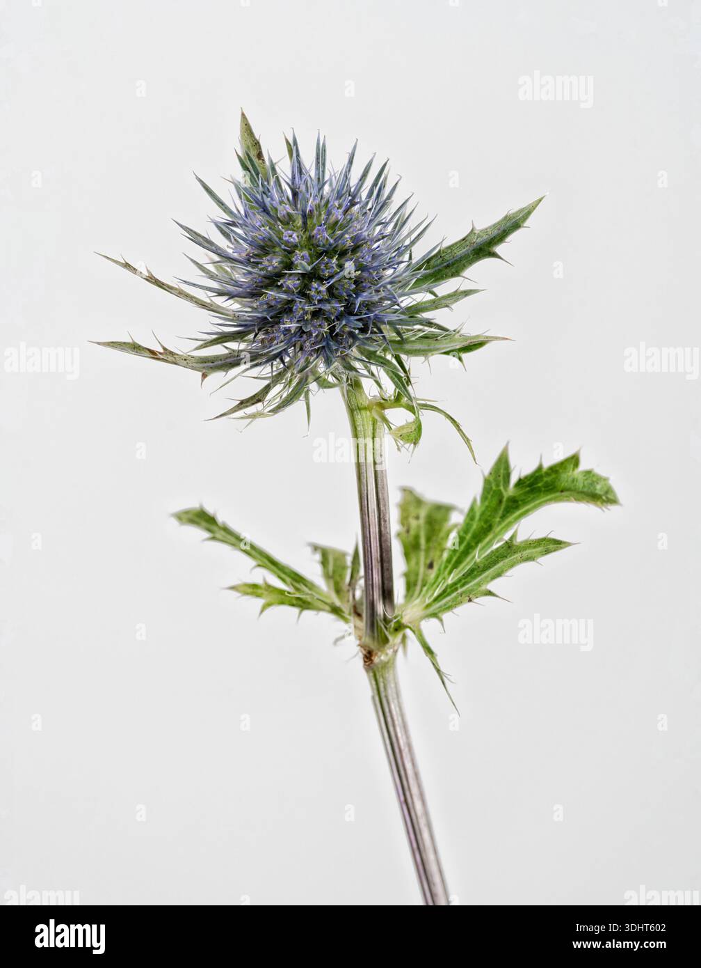 Un solitario fiore di Sea Holly, fotografato su un semplice sfondo bianco Foto Stock