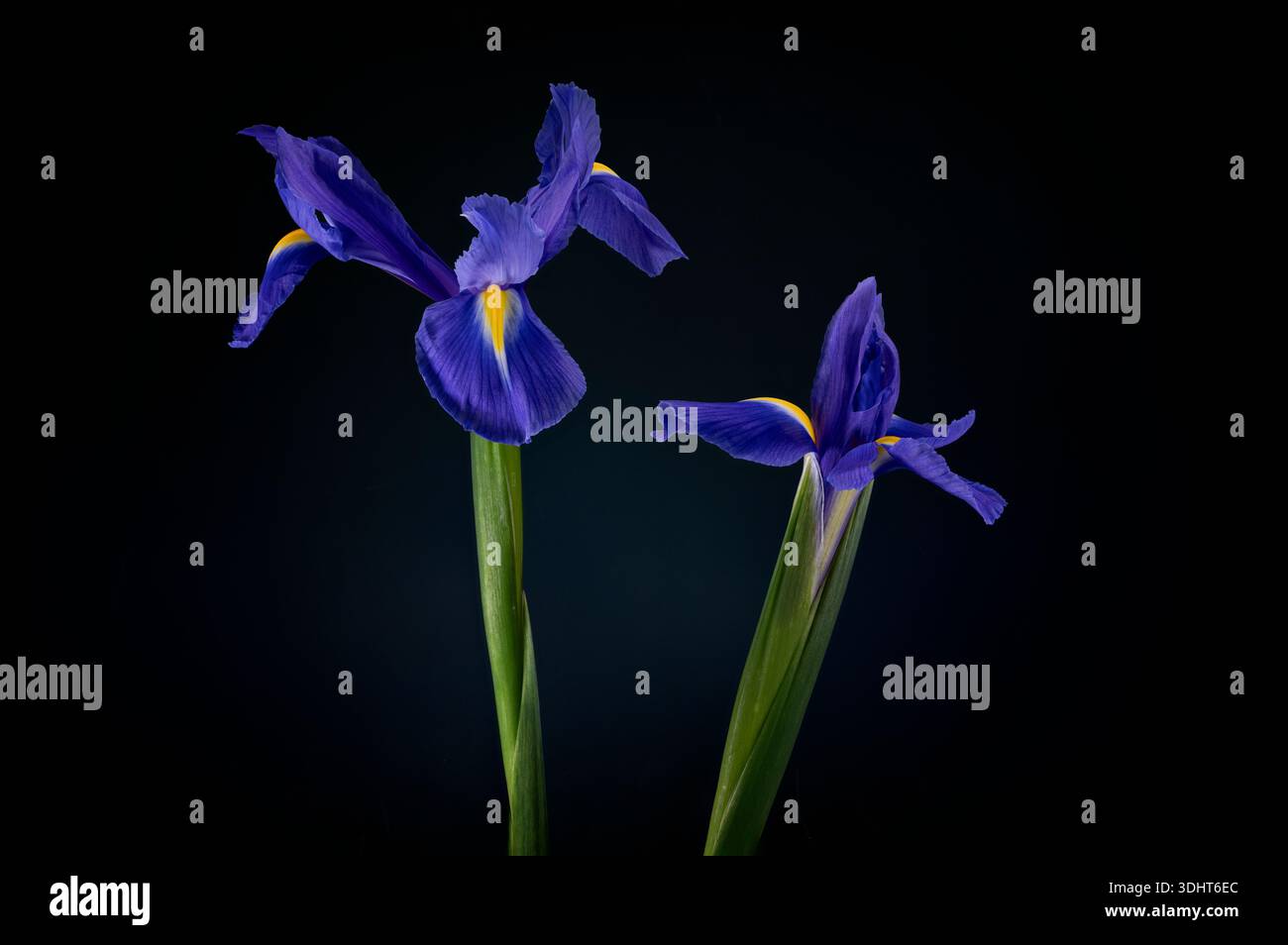 Un bellissimo paio di fiori viola Iris, fotografati su uno sfondo scuro complementare Foto Stock