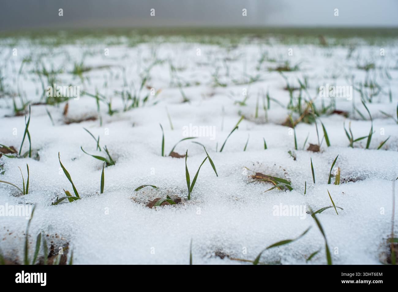 La neve copre parzialmente un campo agricolo rurale, con germogli di colture verdi invernali che penetrano nel terreno ghiacciato. Giorno invernale Foggy, basso, piano terra clo Foto Stock
