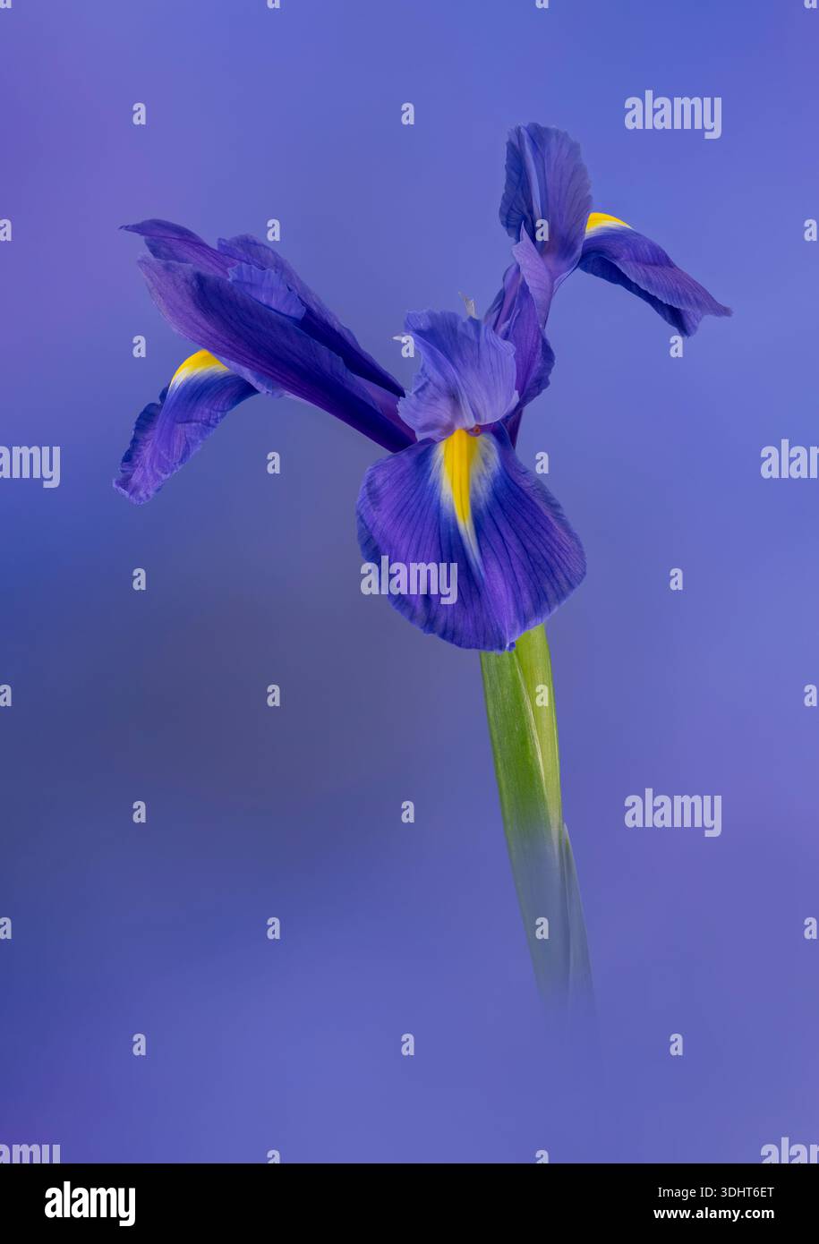 Un bellissimo fiore di Iris viola solitario, fotografato su uno sfondo viola complementare Foto Stock