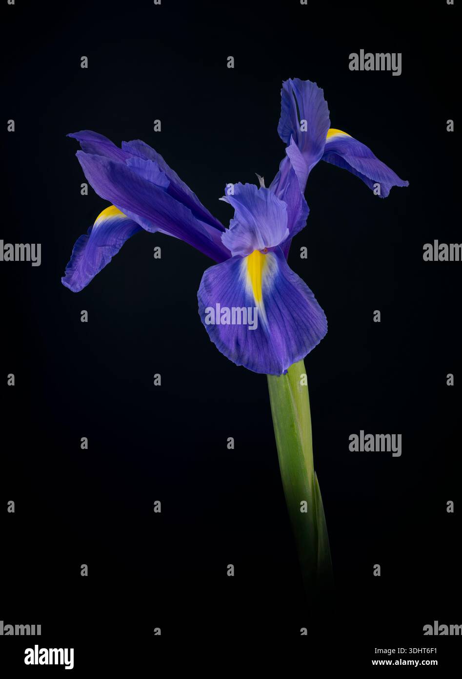 Un bellissimo fiore di Iris viola solitario, fotografato su uno sfondo scuro complementare Foto Stock