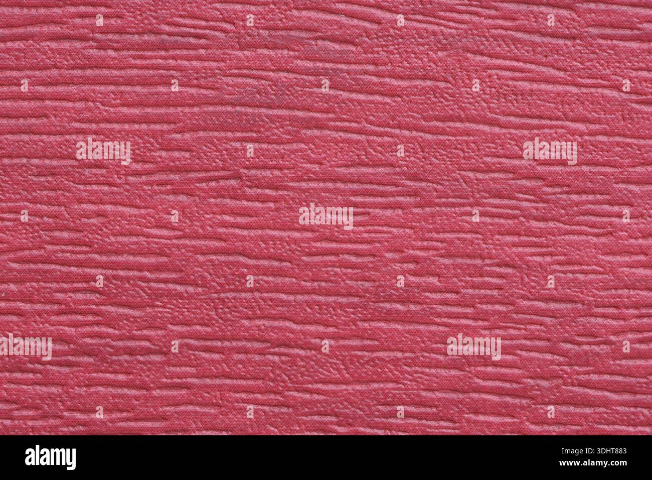 Rhynchophorus ferrugineus noto anche come Red Palm weevil, Asian Palm weevil o sago Palm weevil Foto Stock