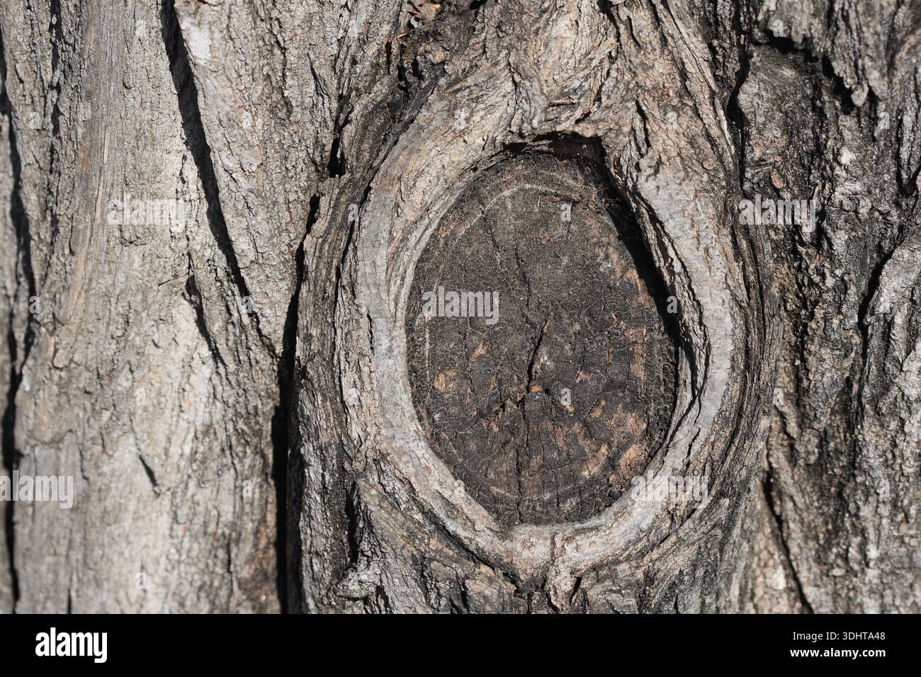 struttura in legno con motivo naturale. Nodo degli alberi Foto Stock
