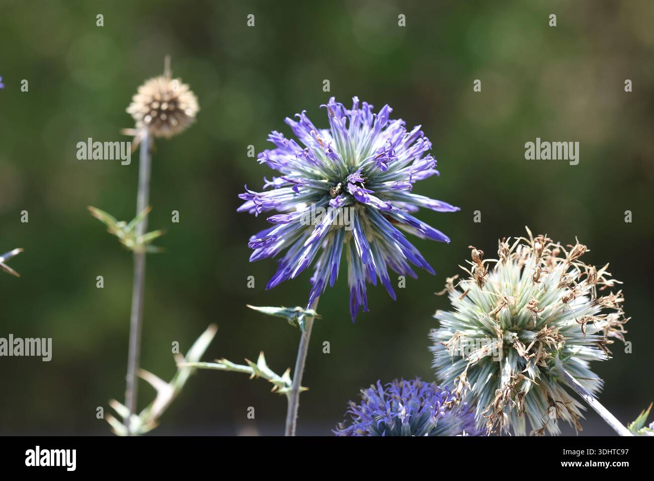 splendido fiore di ritro di echinops su sfondo sfocato Foto Stock