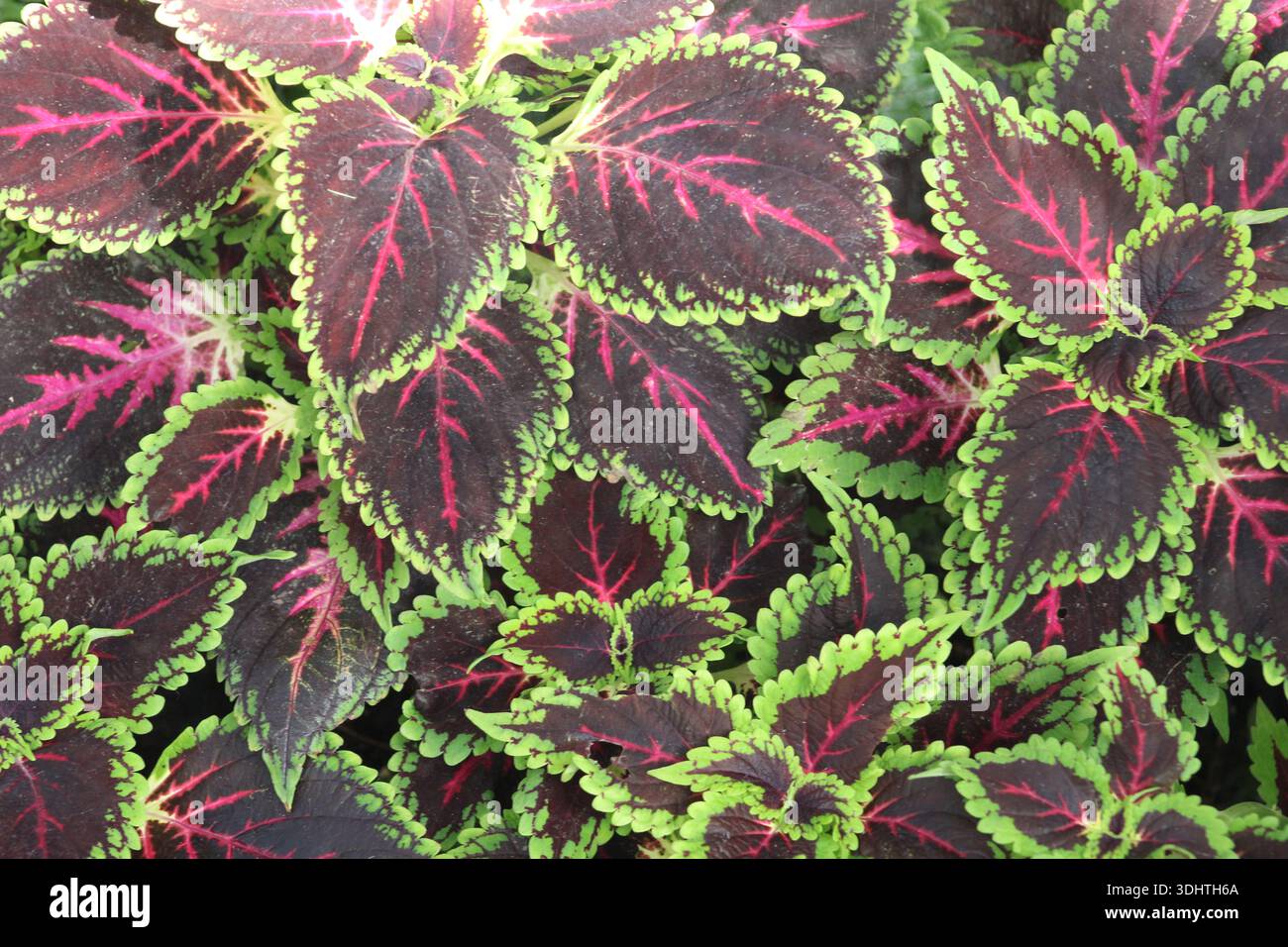 Foglie di coleus colorate con bordi verdi e venature rosa. Foto Stock