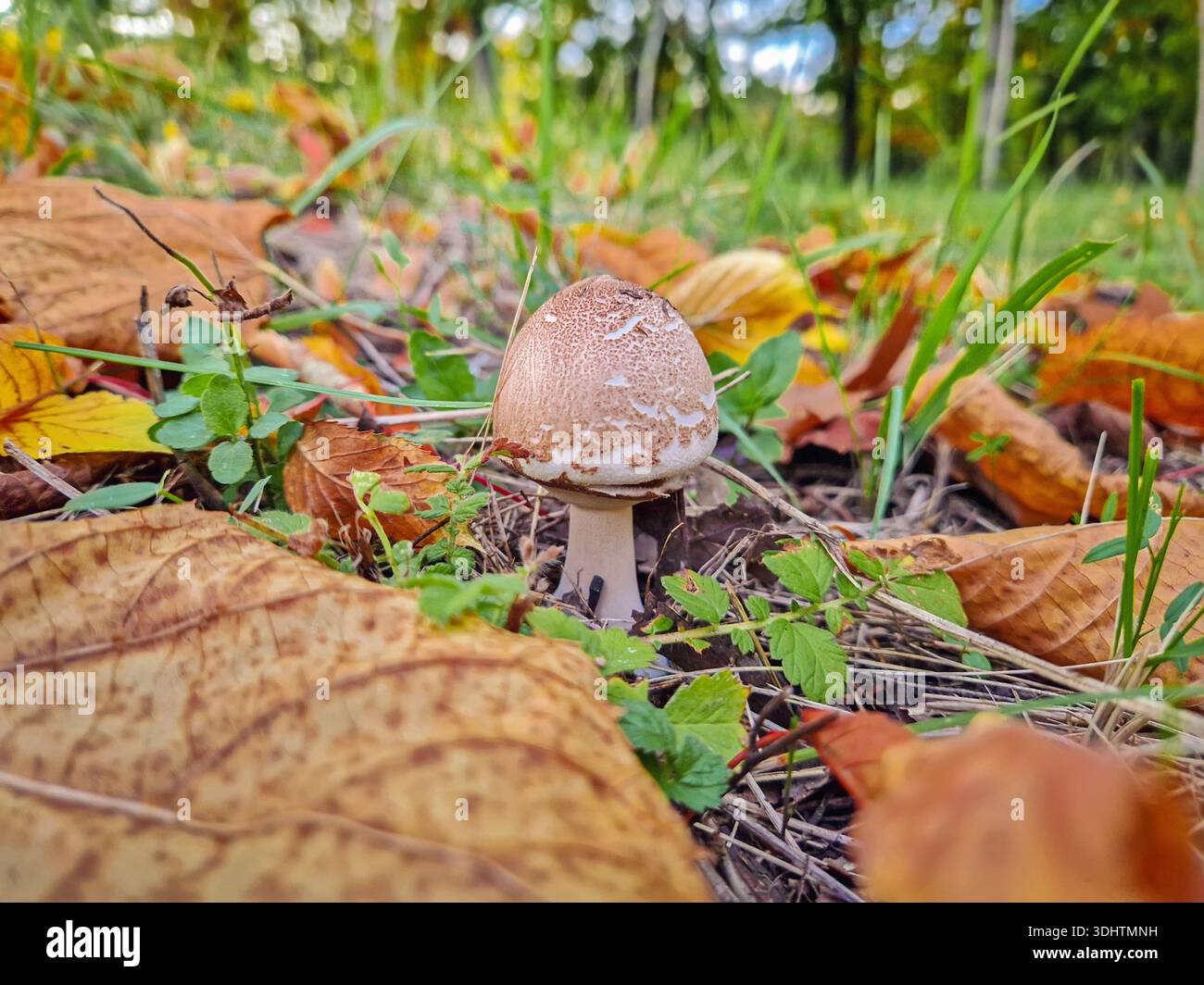 Piccolo fungo da ombrellone che cresce sul terreno della foresta, coperto di foglie autunnali cadute Foto Stock