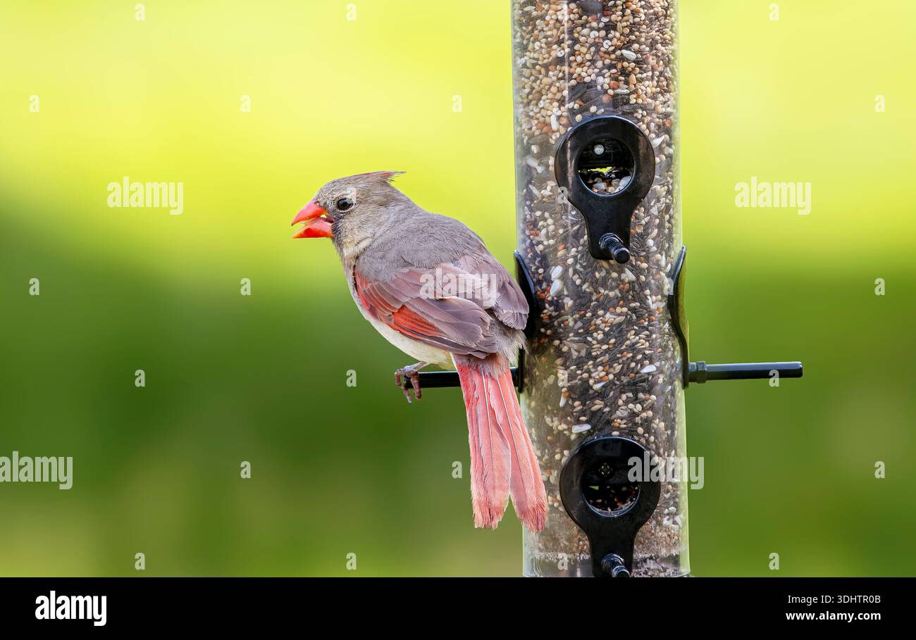 Cardinalis cardinalis Cardinalis femmina, mangiando seme all'alimento per uccelli di Meaford, Ontario, Canada Foto Stock