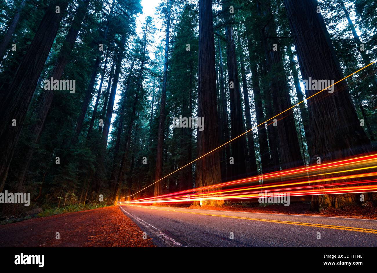 Vista delle strisce di luce che dipingono la strada mentre le auto sfrecciano attraverso torreggianti alberi di sequoia, i loro tronchi scuri che raggiungono il cielo, Miranda, California, uni Foto Stock
