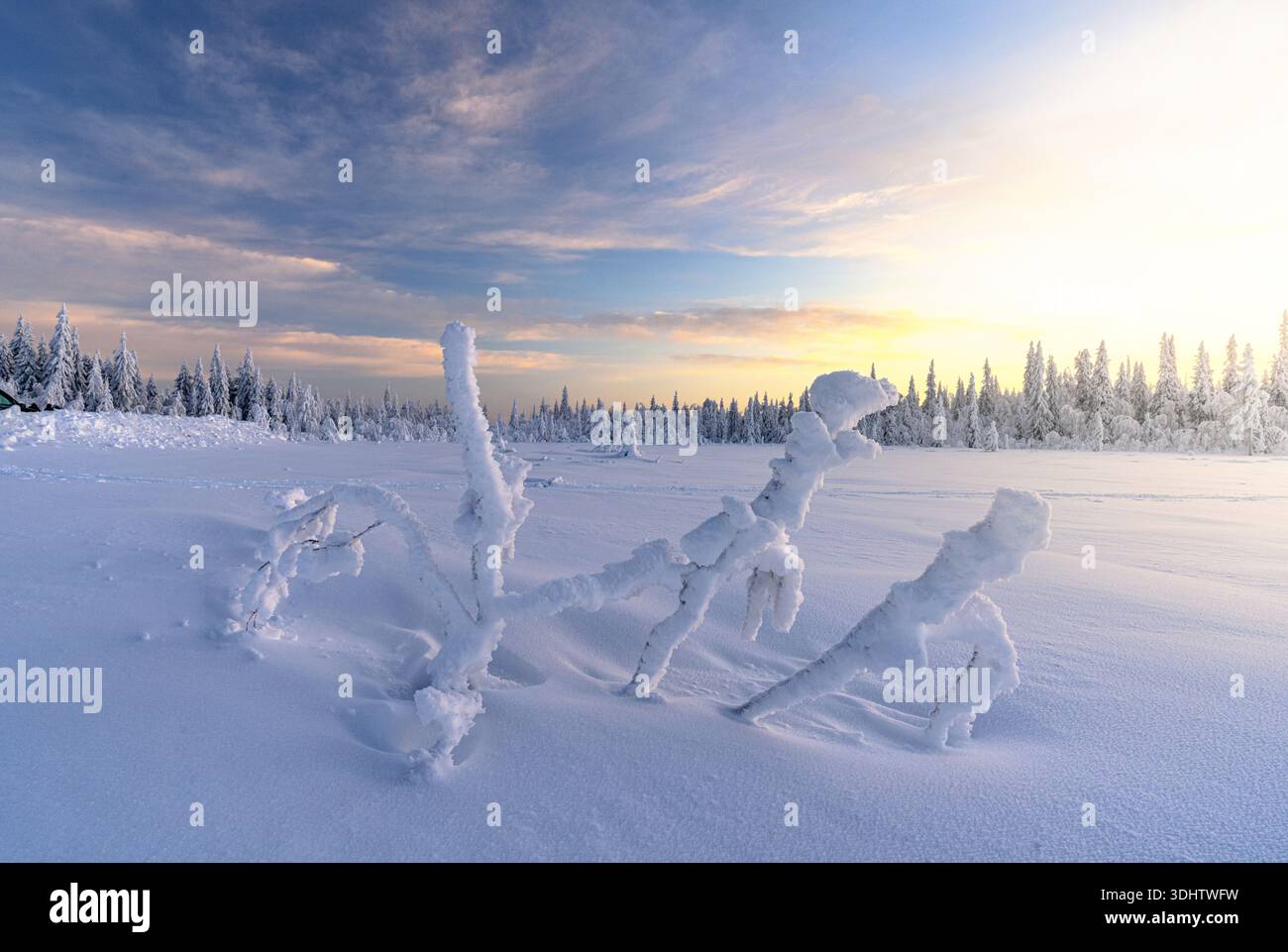 La vista dei rami carichi di neve si estende verso il cielo pastello, una coperta ghiacciata che riflette il bagliore tenue del sole che tramonta in Lapponia, Finlandia. Foto Stock