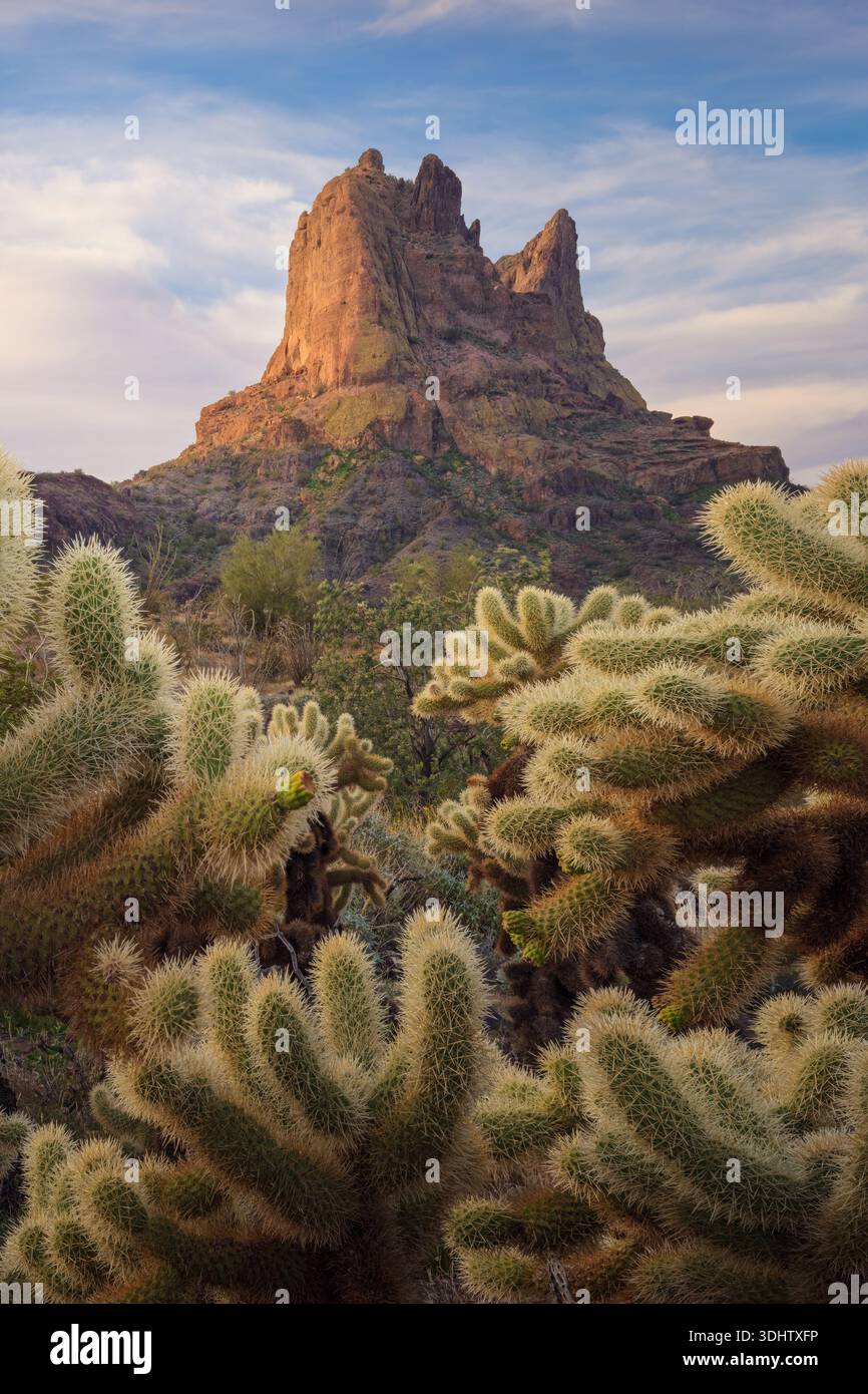 La vista di una torreggiante vetta di montagna bagnata dalla luce del sole dorata sorge maestosamente dietro un gruppo di spinosi cactus cholla, creando un contrasto sorprendente, Y Foto Stock