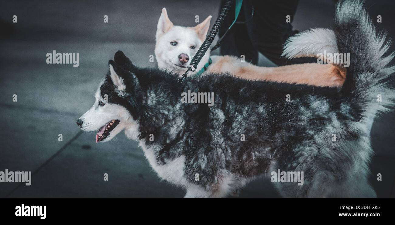Cani da passeggio a Las Vegas. Foto Stock