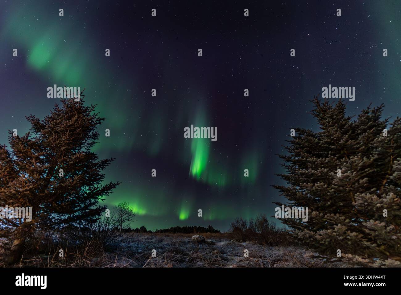 Vista dell'affascinante ed eterea aurora boreale verde che danzano sopra il paesaggio scuro islandese incorniciato da alberi ghiacciati, Reykjavik, Reykjavikurborg, Foto Stock