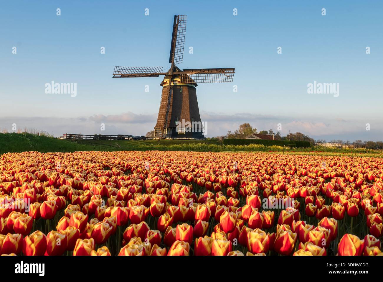 Vista aerea dei tulipani vibranti dipingono il paesaggio in tonalità ardenti sotto il mulino a vento stoico, Obdam, Olanda settentrionale, Paesi Bassi. Foto Stock