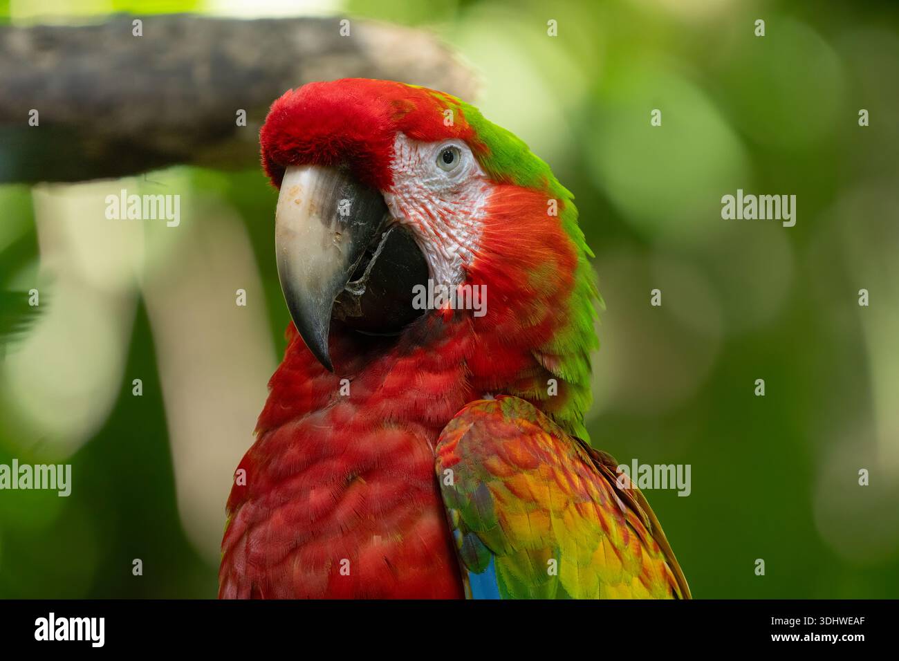 Primo piano ritratto di un vibrante Scarlet Macaw nelle foreste pluviali tropicali della Costa Rica in una giornata di sole Foto Stock