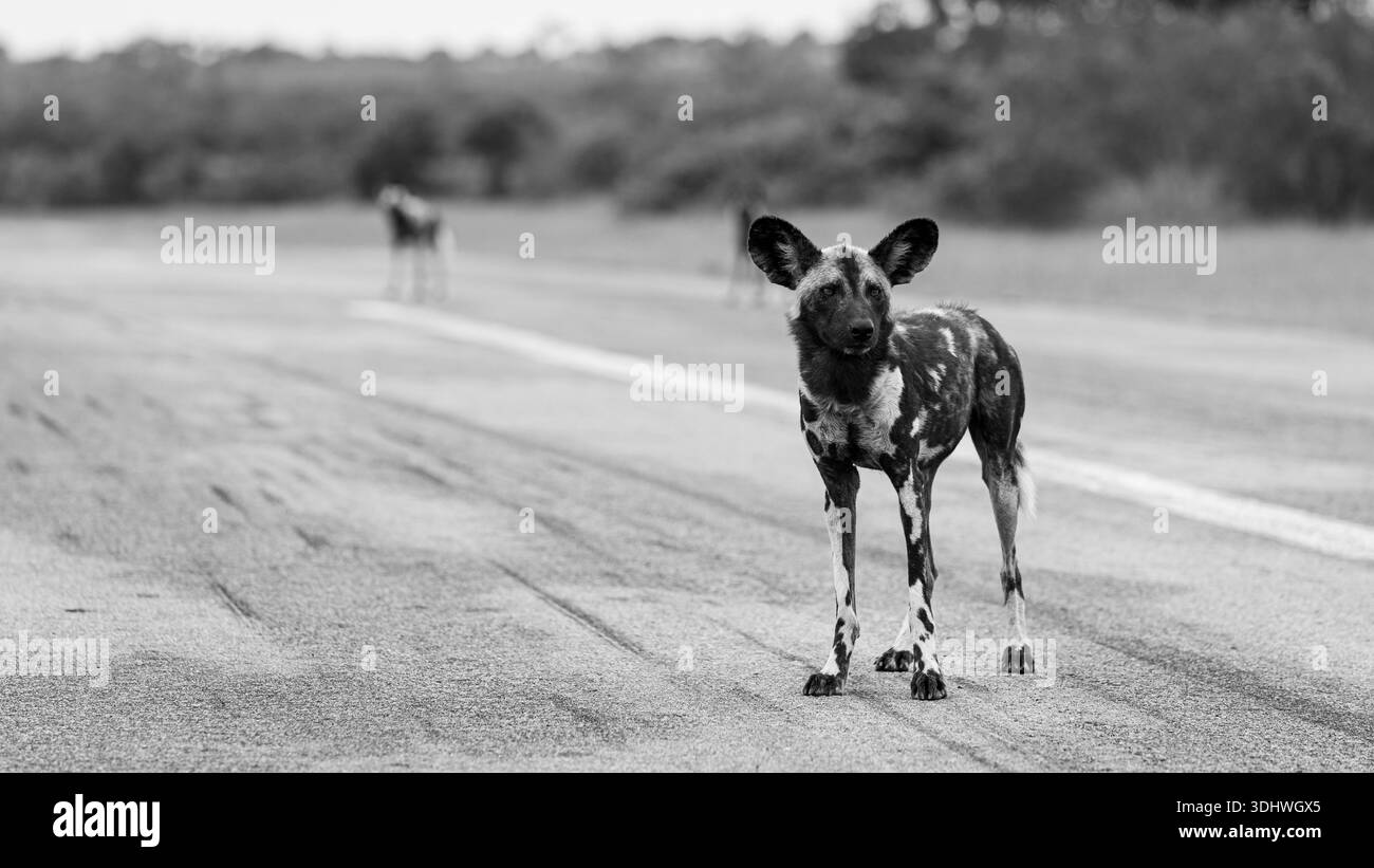 Cane selvatico, pictus licaone, adulti e gruppo. Ritratto in bianco e nero di un cane in piedi su una pista di atterraggio con altri sfocati sullo sfondo. Foto Stock