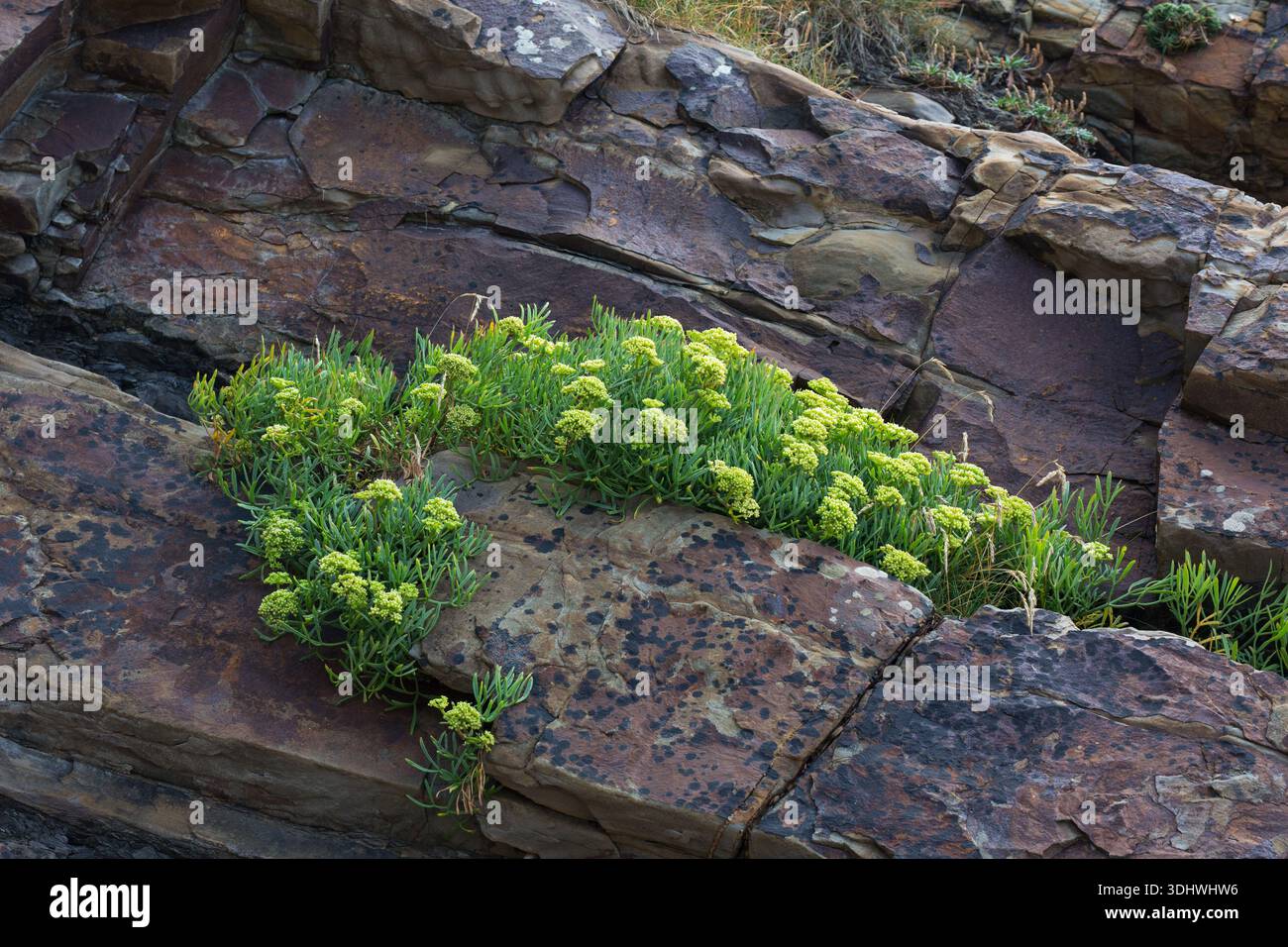 Rock Samphire Crithmum maritimum Growing on the Cliffs, Bude, Cornovaglia, Inghilterra, Regno Unito, agosto 2018 Foto Stock