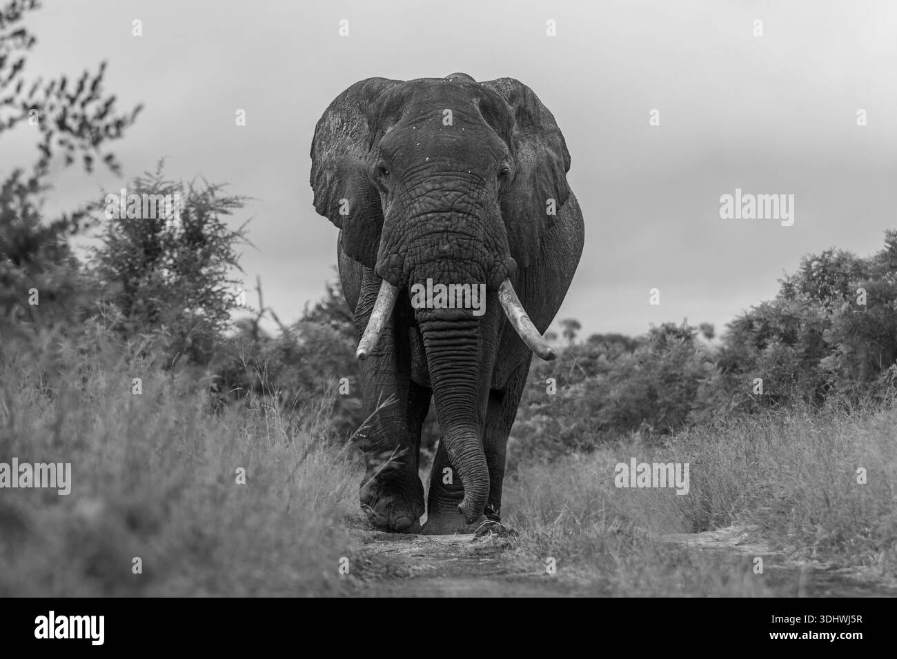 Elefante africano, Loxodonta africana, foto in bianco e nero con angolo basso di un grande toro elefante che cammina. Foto Stock